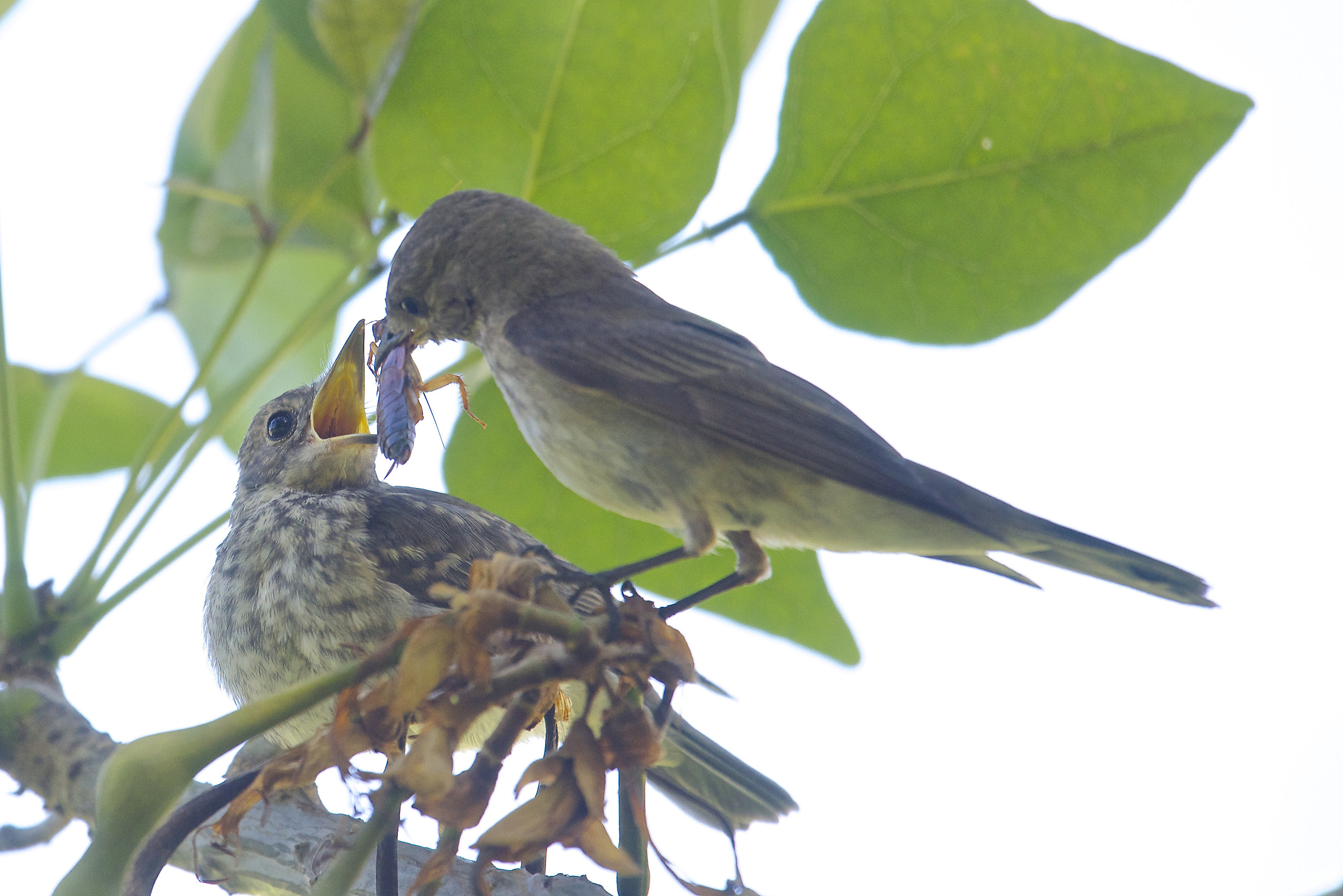 Oggi pasto succulento..