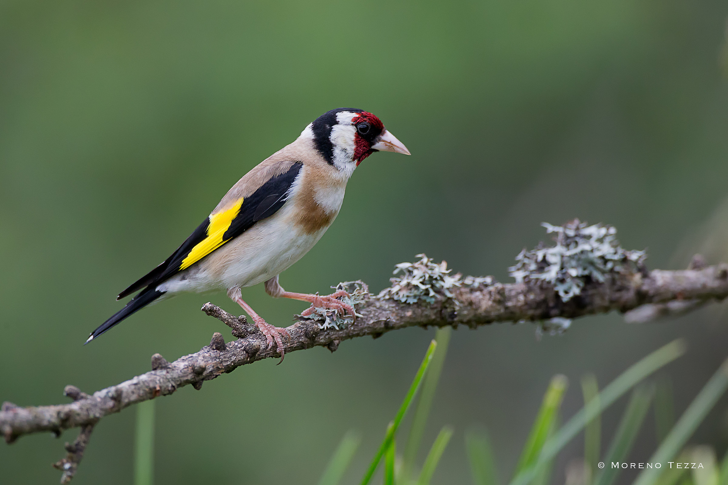 Goldfinch .... the masked bird