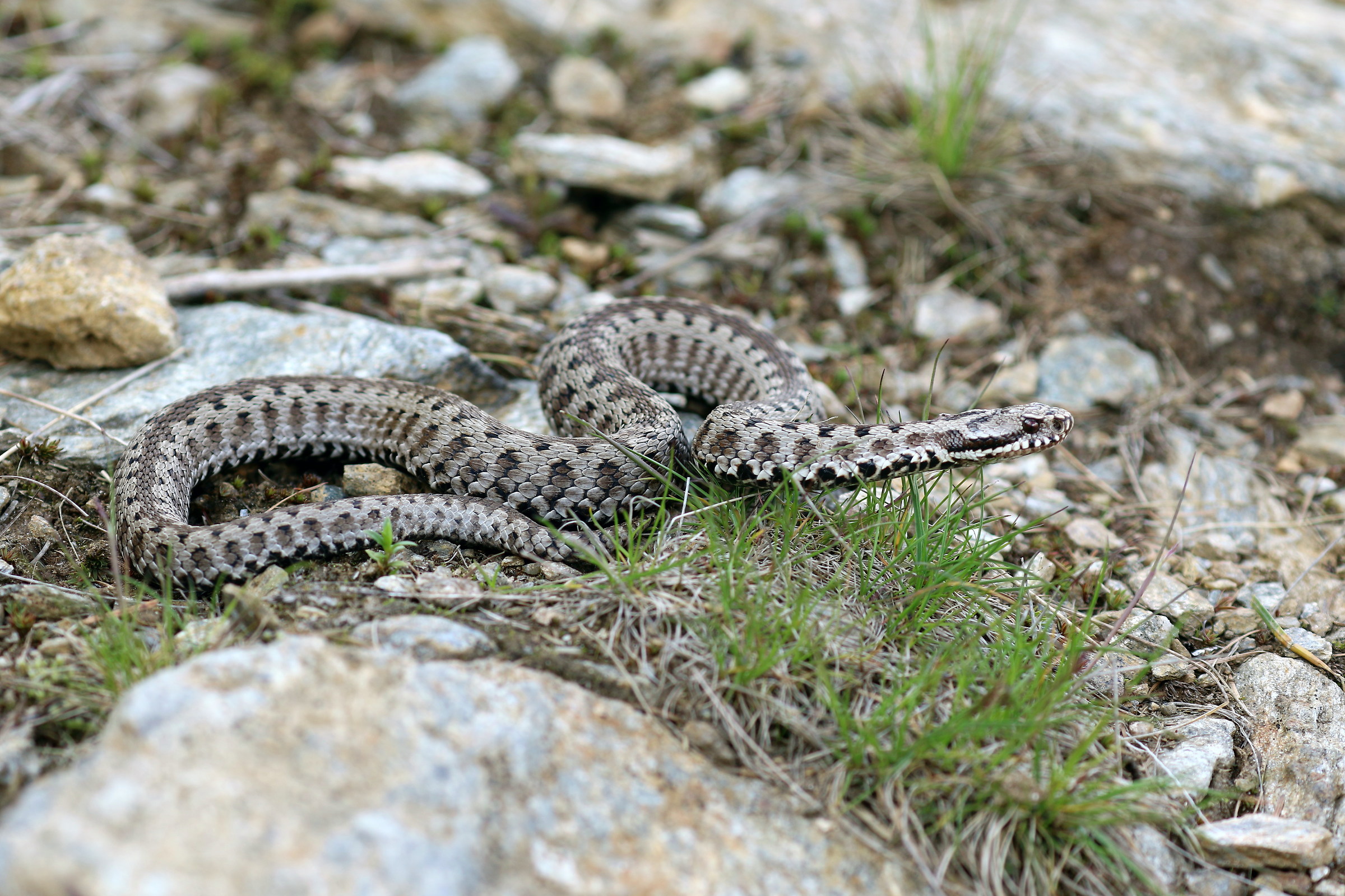 Adder (Vipera berus)