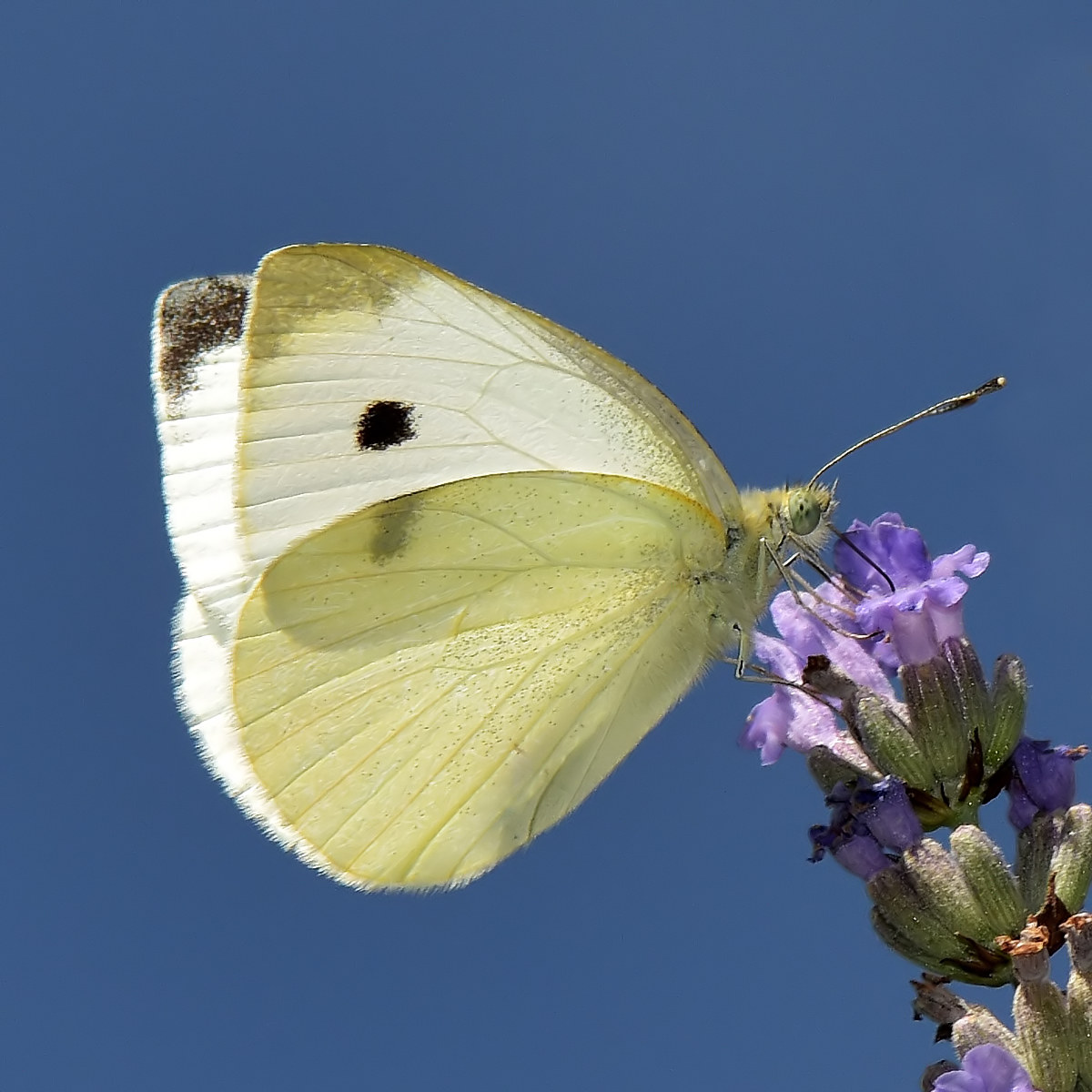 Pieris brassicae on lavender