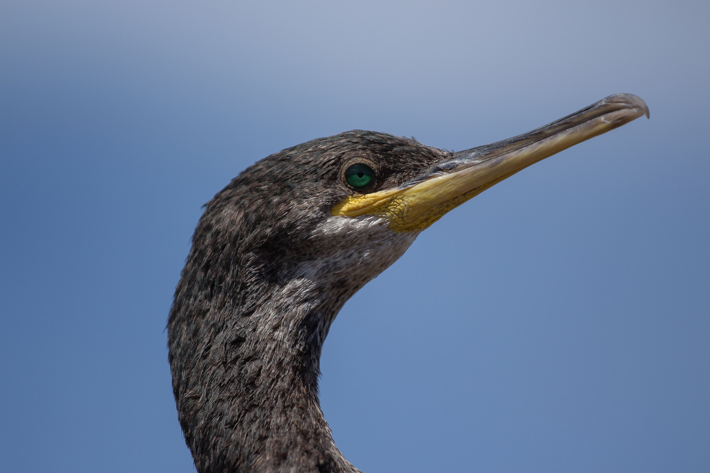 Cormorano