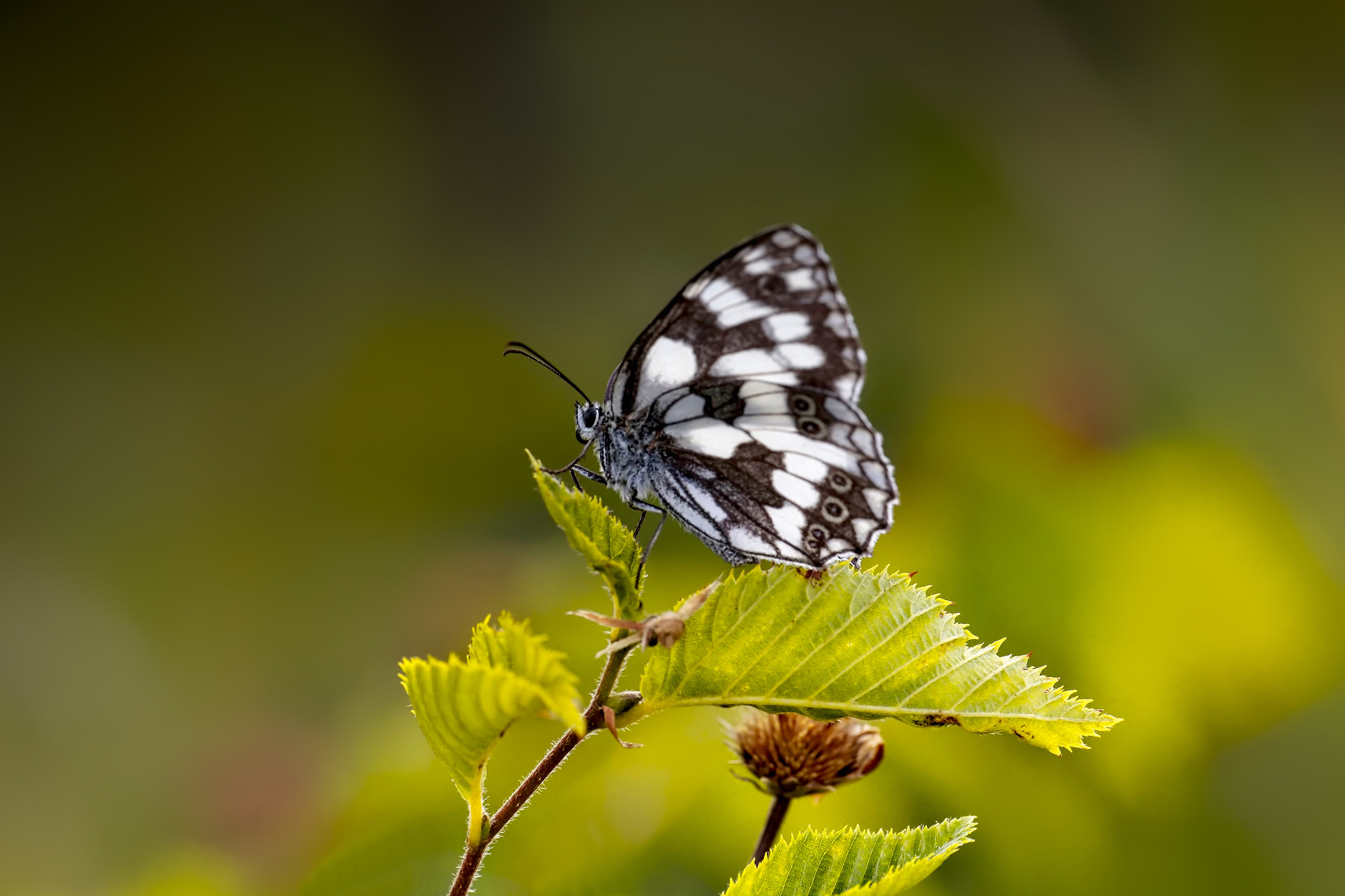 Melanargia Galathea