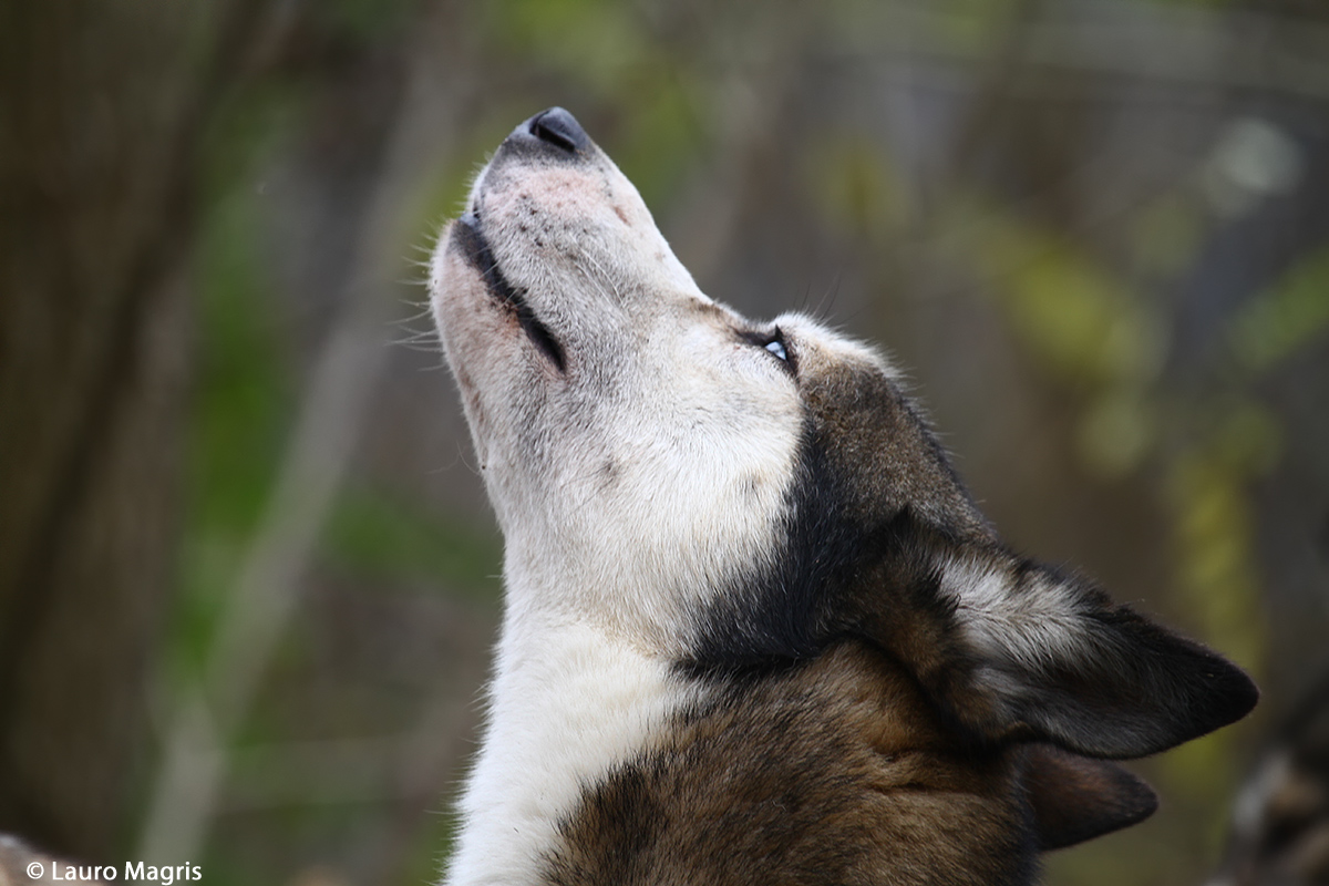 Occhi verso il cielo