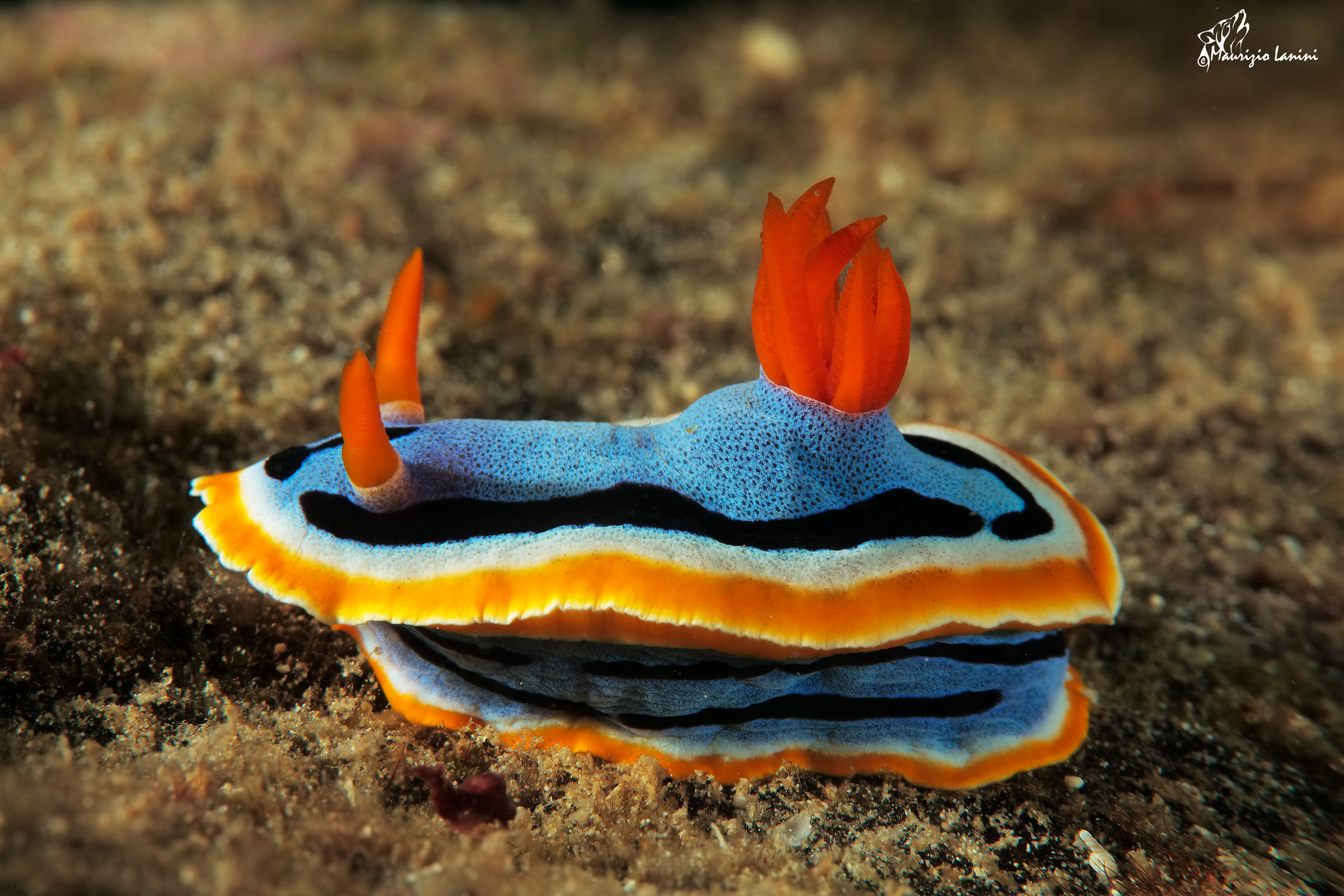 nudibranch