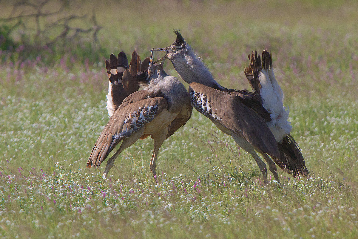 Kory bustard, two males fighting for the territory