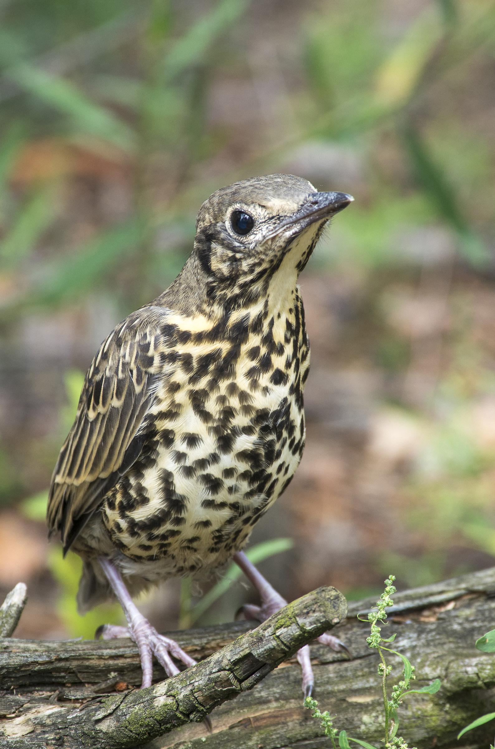 Tordo bottaccio (giovane)