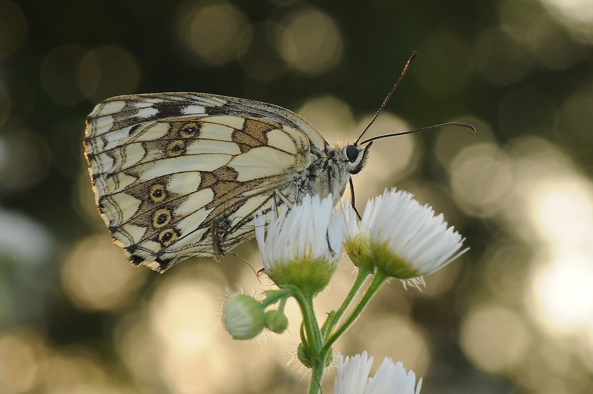 That annoying mosquito