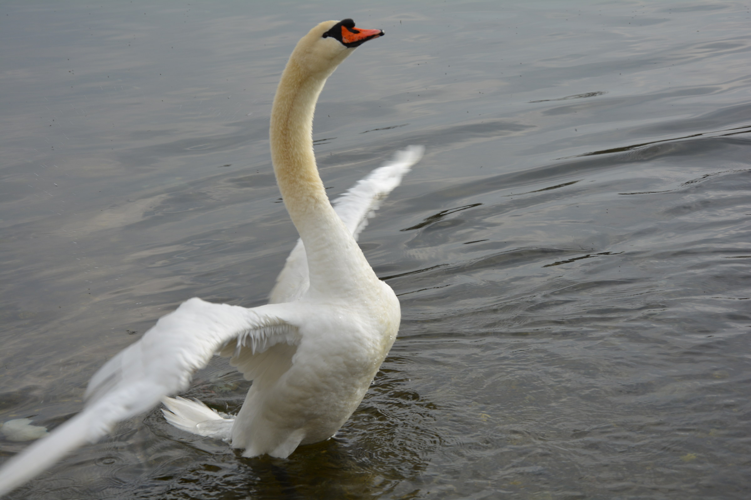 swan