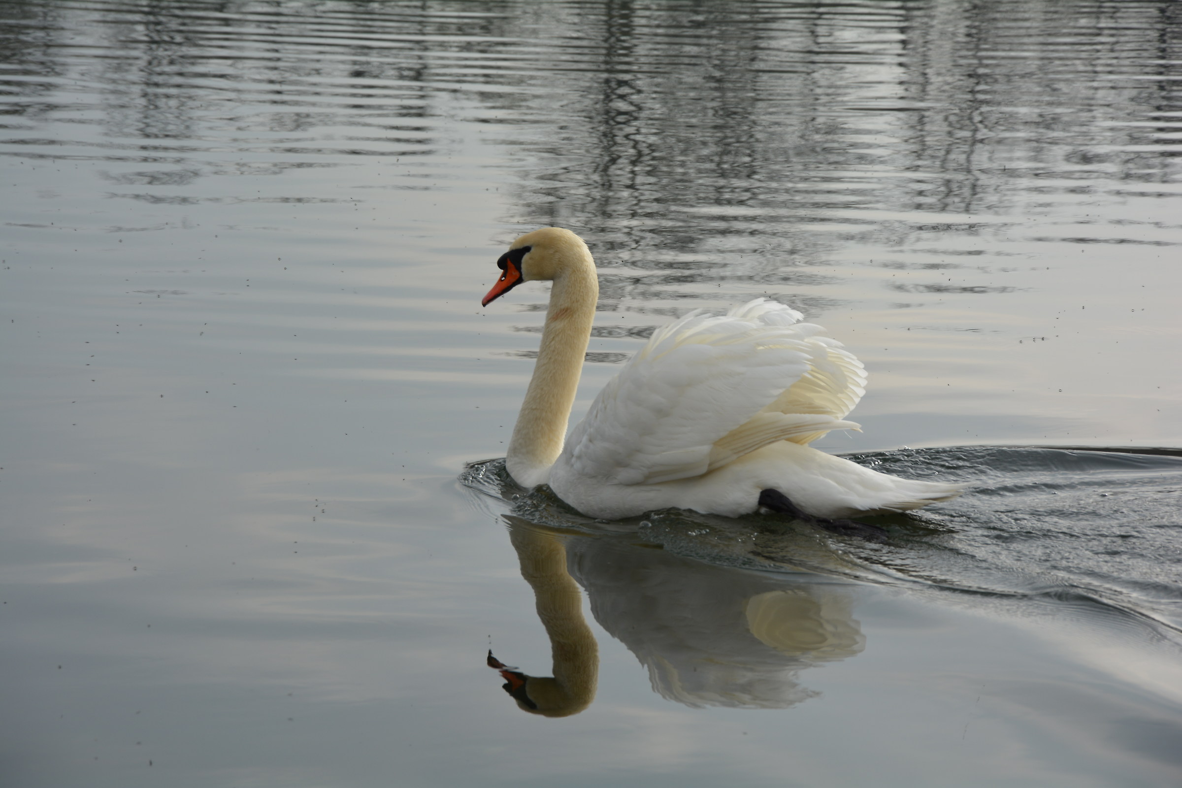 swan 2