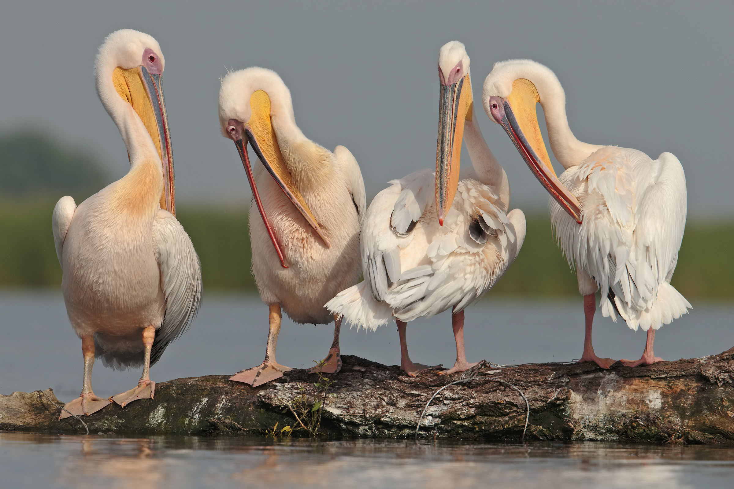 Housekeeping department ...