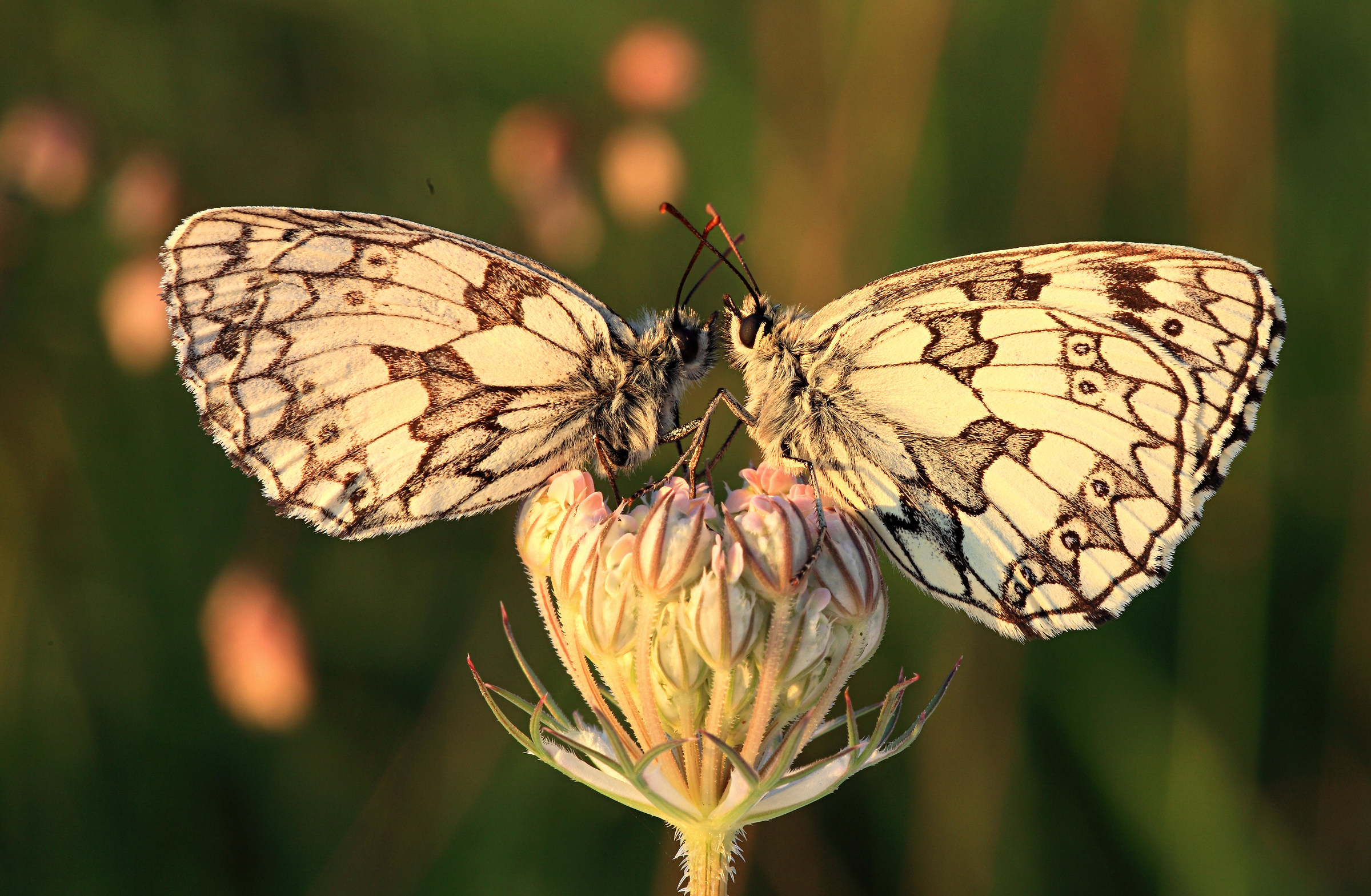 Melanargia galathea