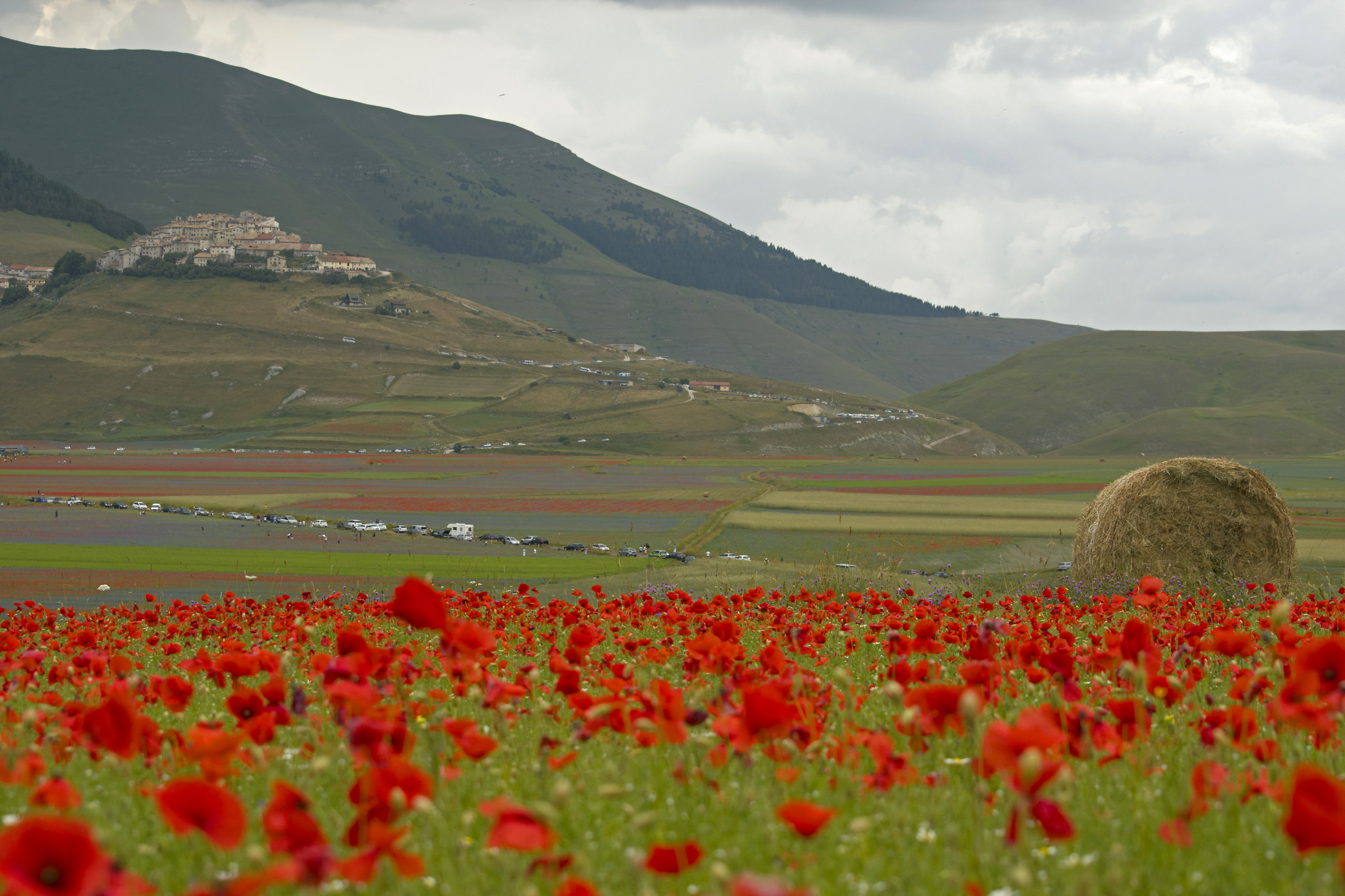 Castelluccio flowering