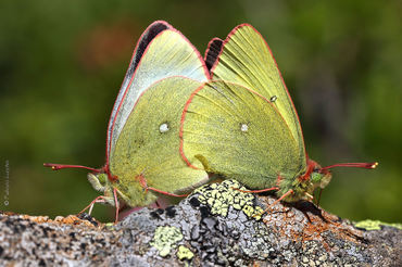 Colias palaeno