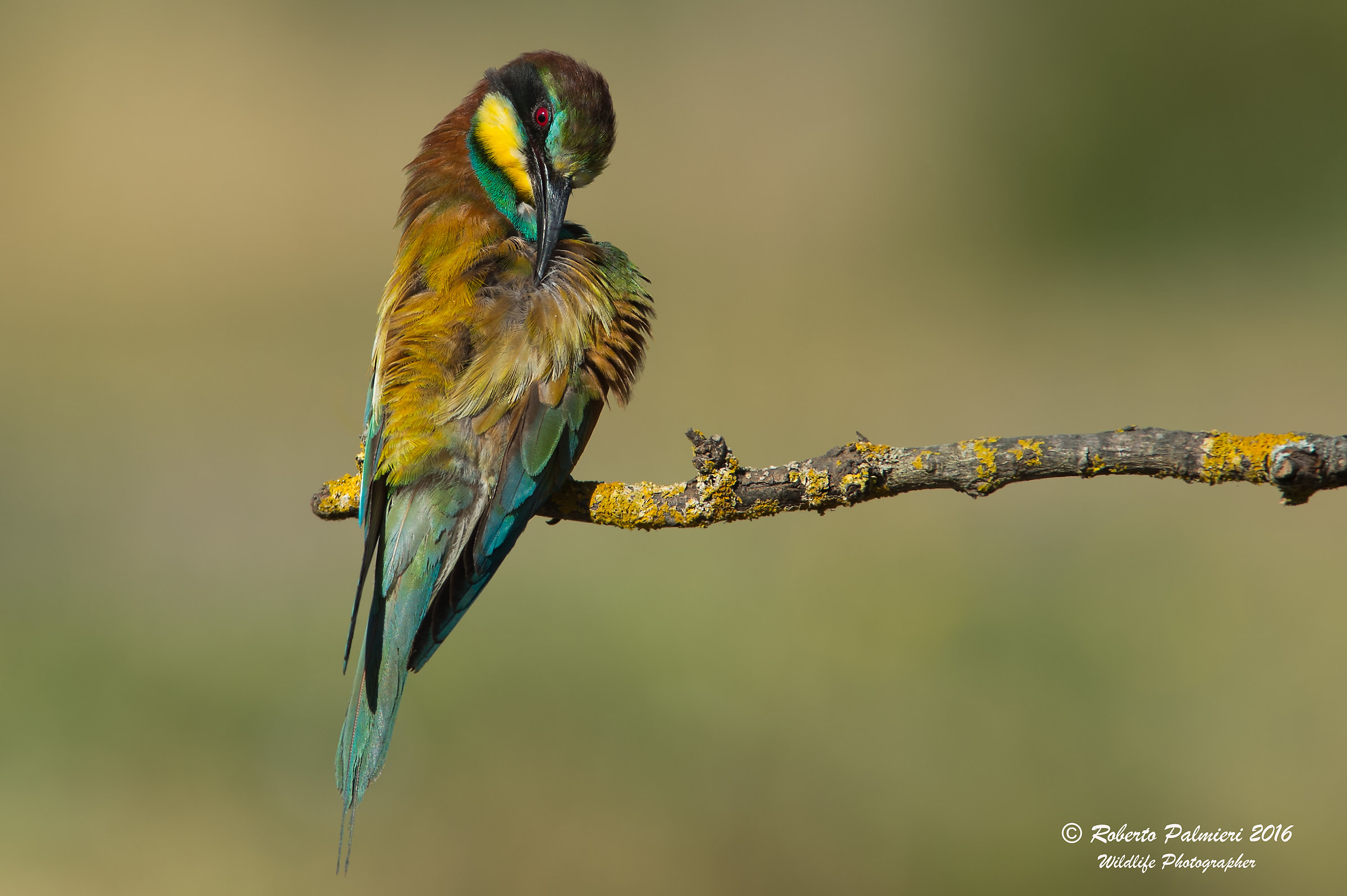 Eater (Merops apiaster)
