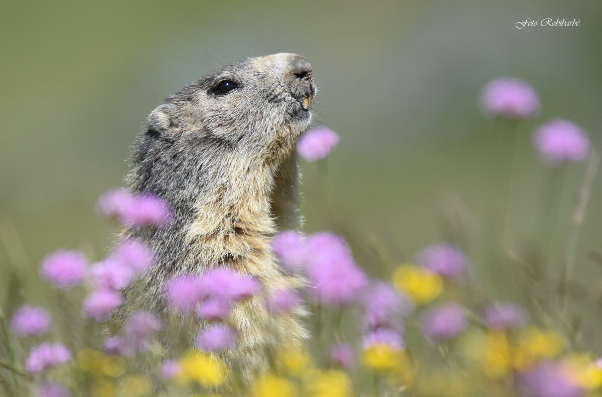Accarezzata dai fiori...
