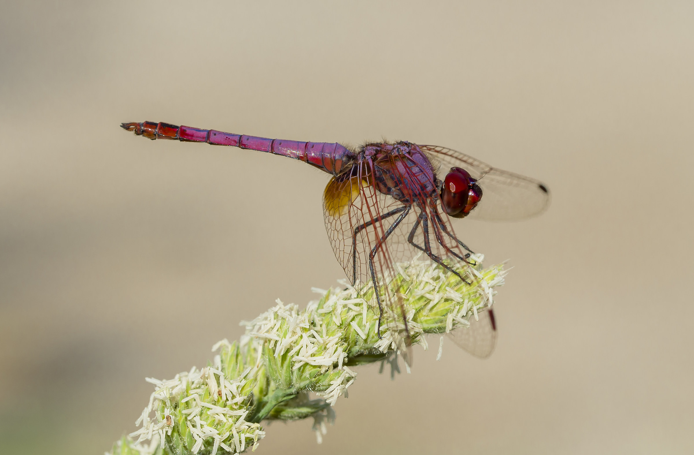 red dragonfly