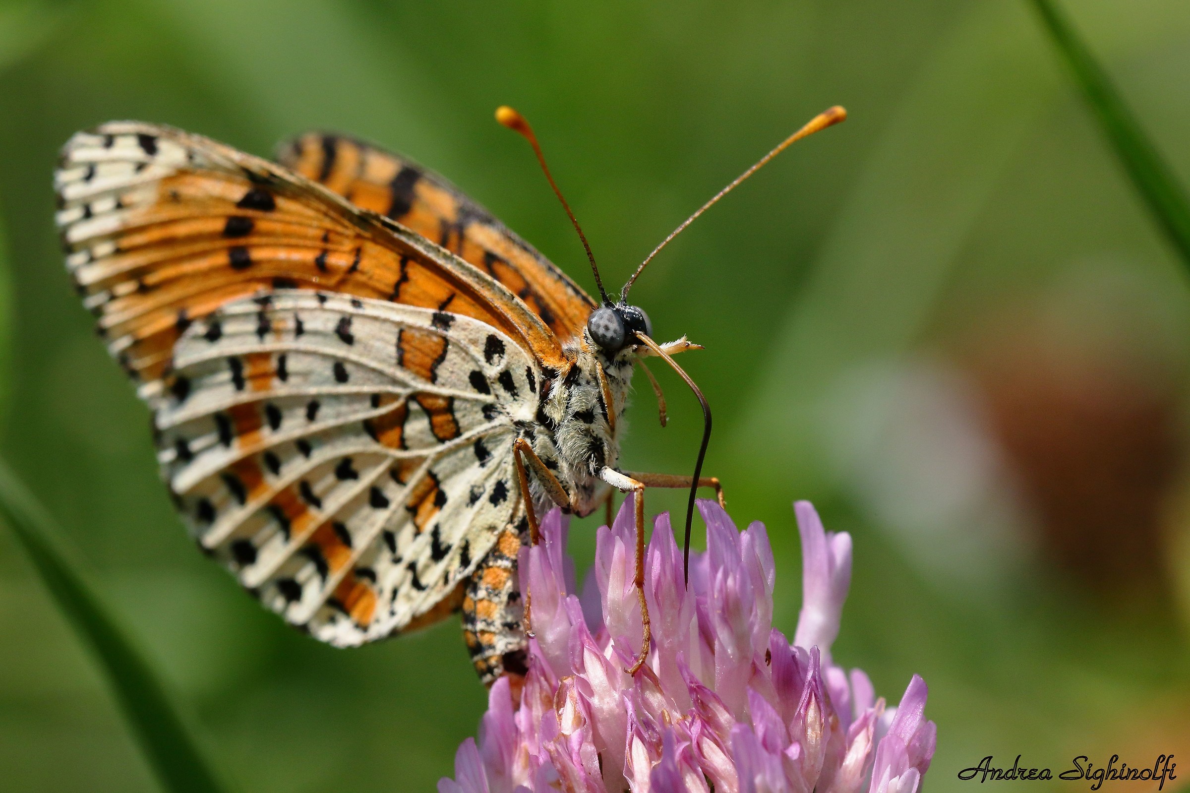 Melitaea didyma