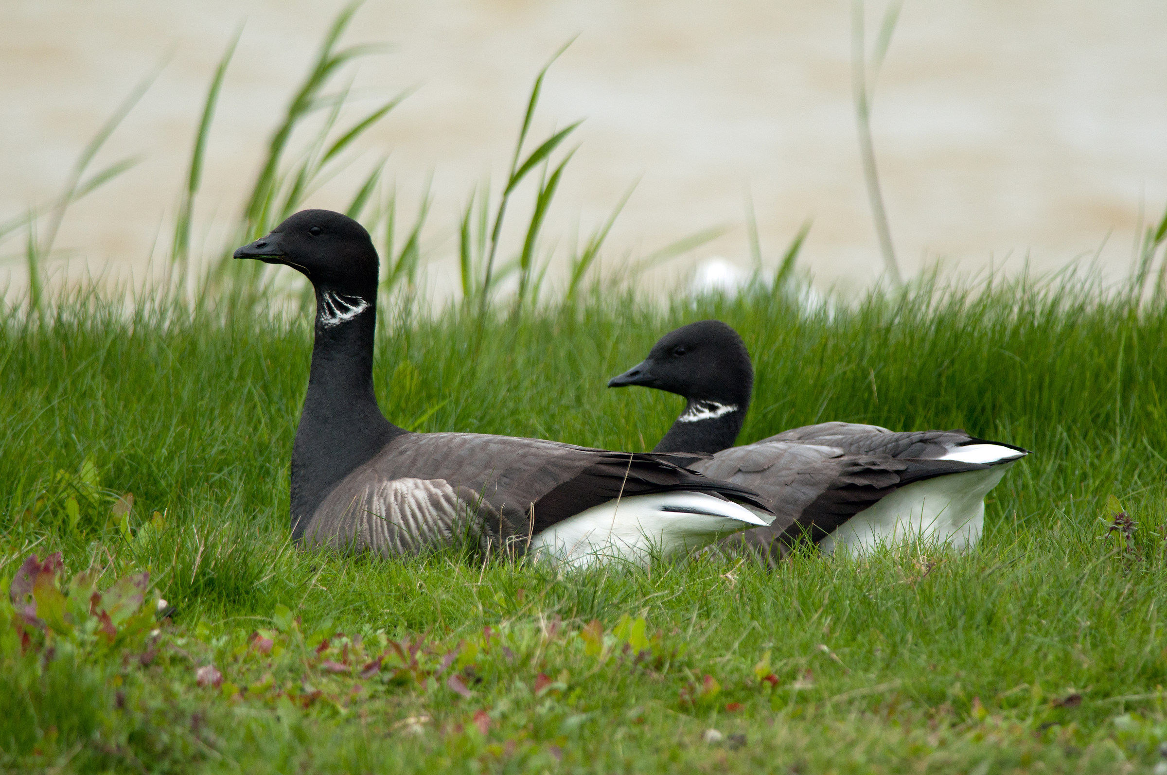 Brent goose