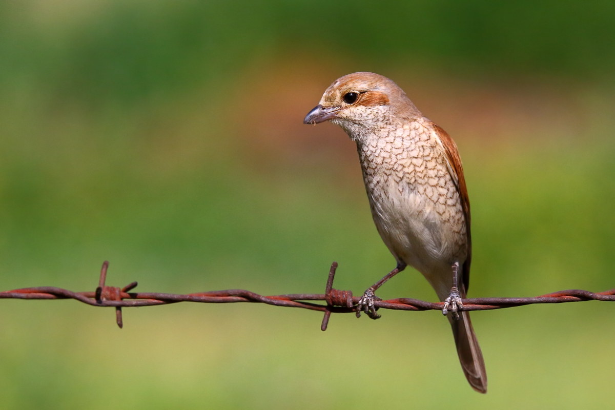 Shrike
