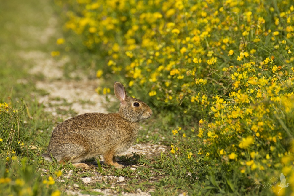 La minilepre in giallo