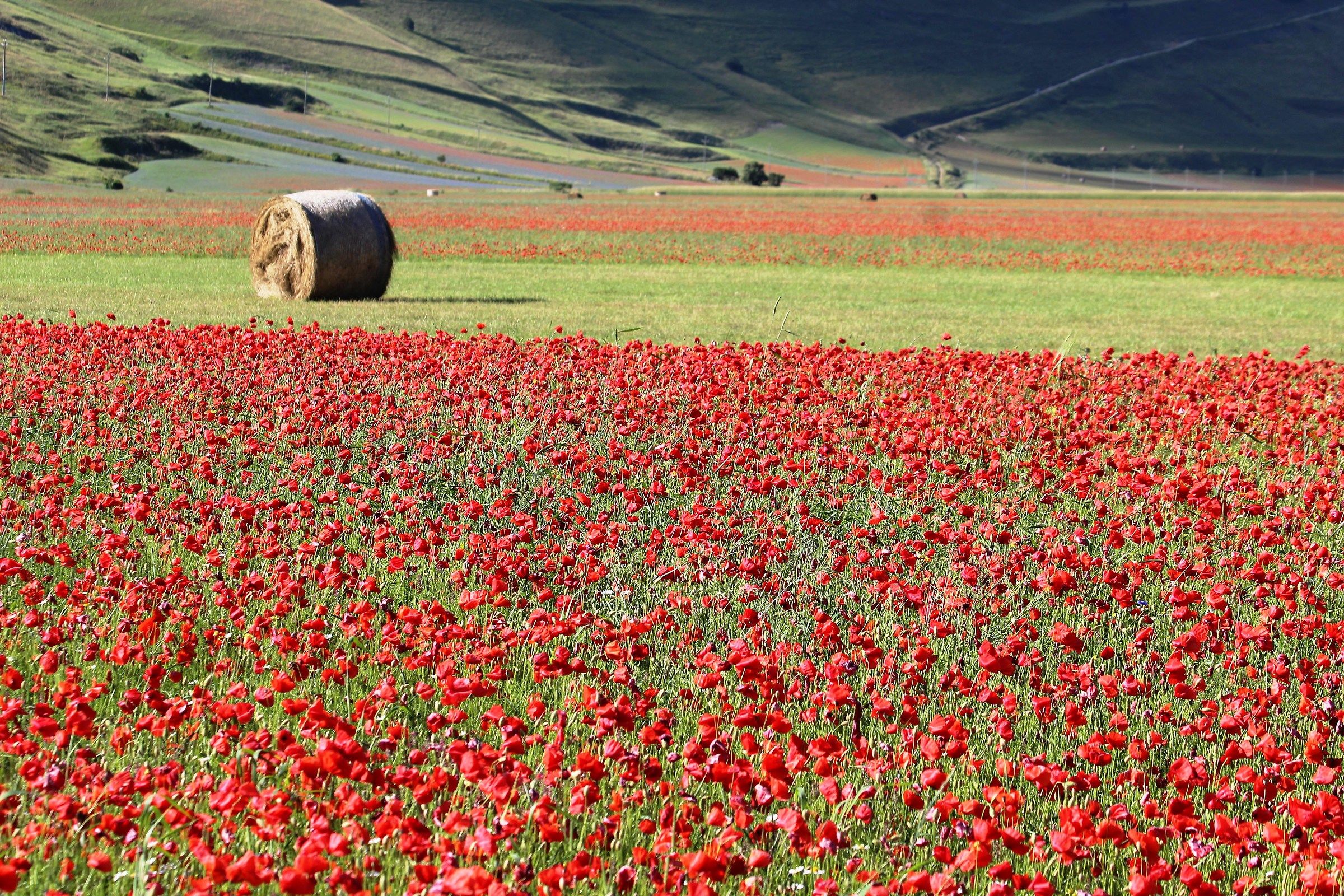 Papaveri a Castelluccio