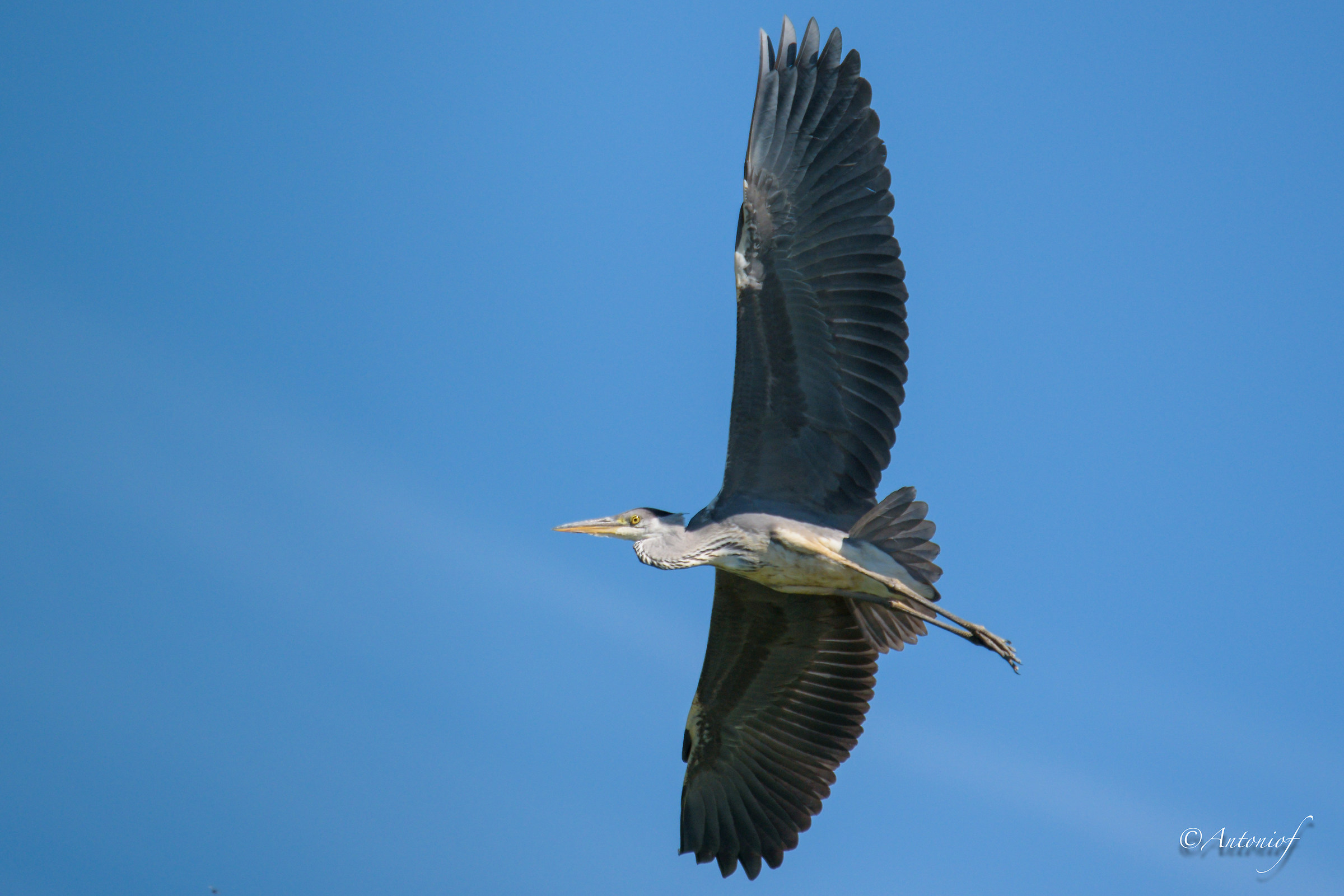 Heron on the fly;)