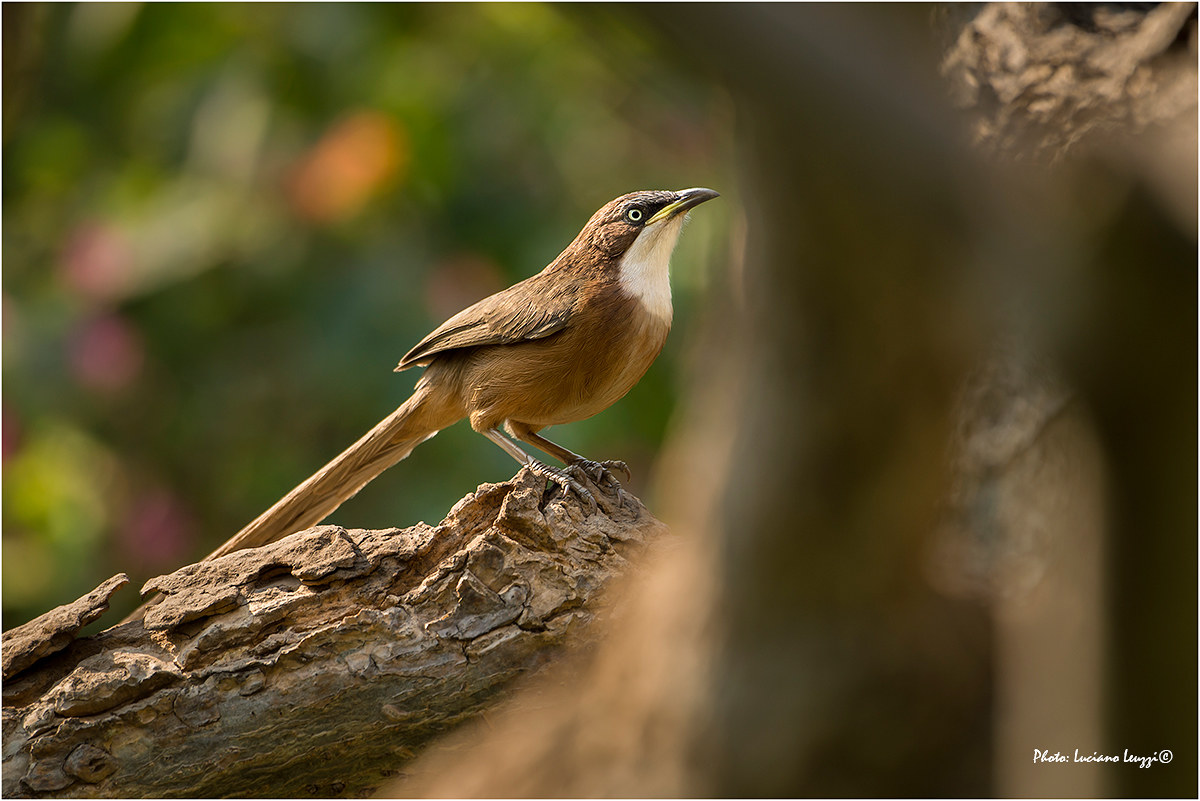 Uccello Sarto codalunga