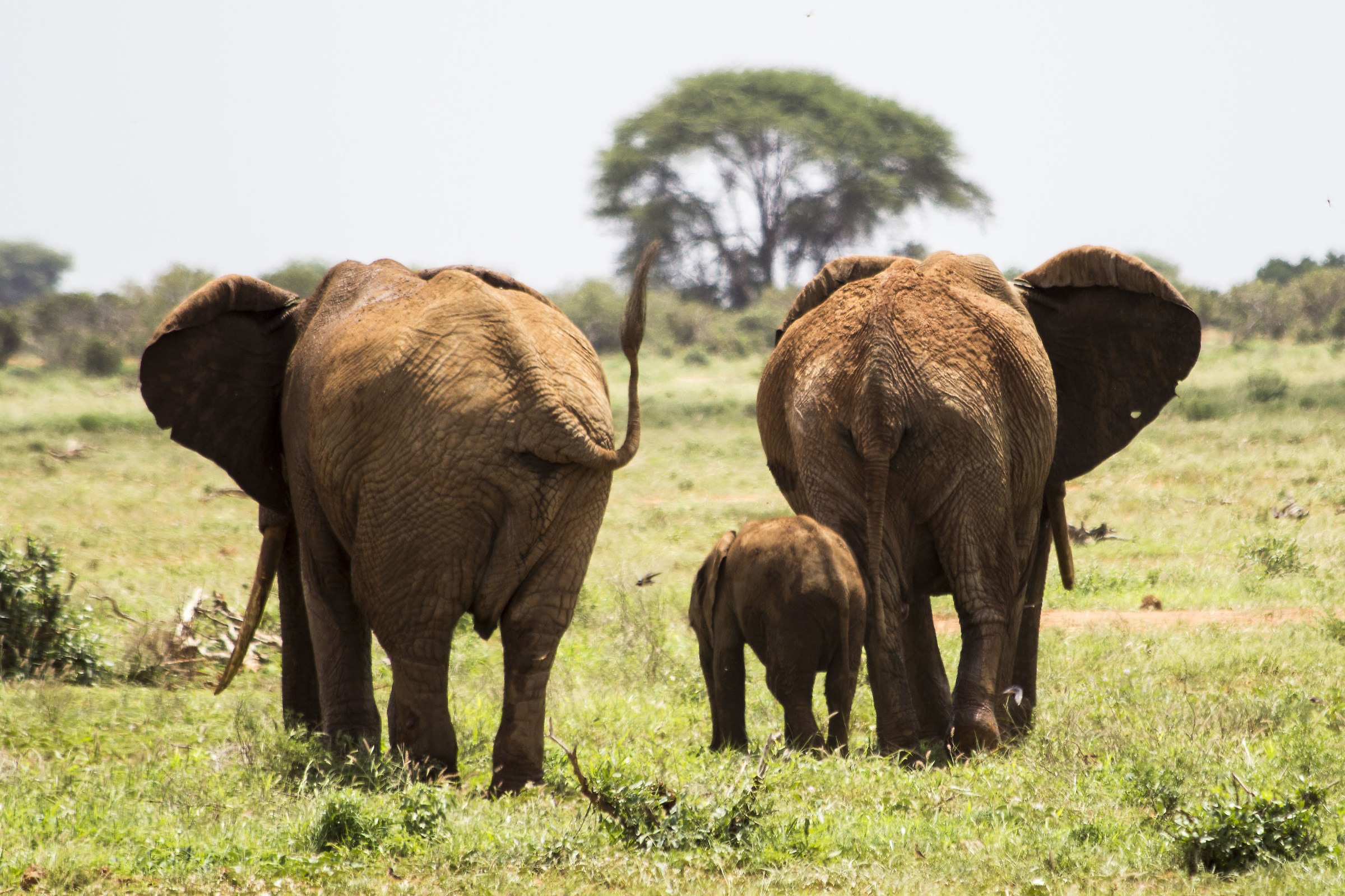 L'allegra famigliola