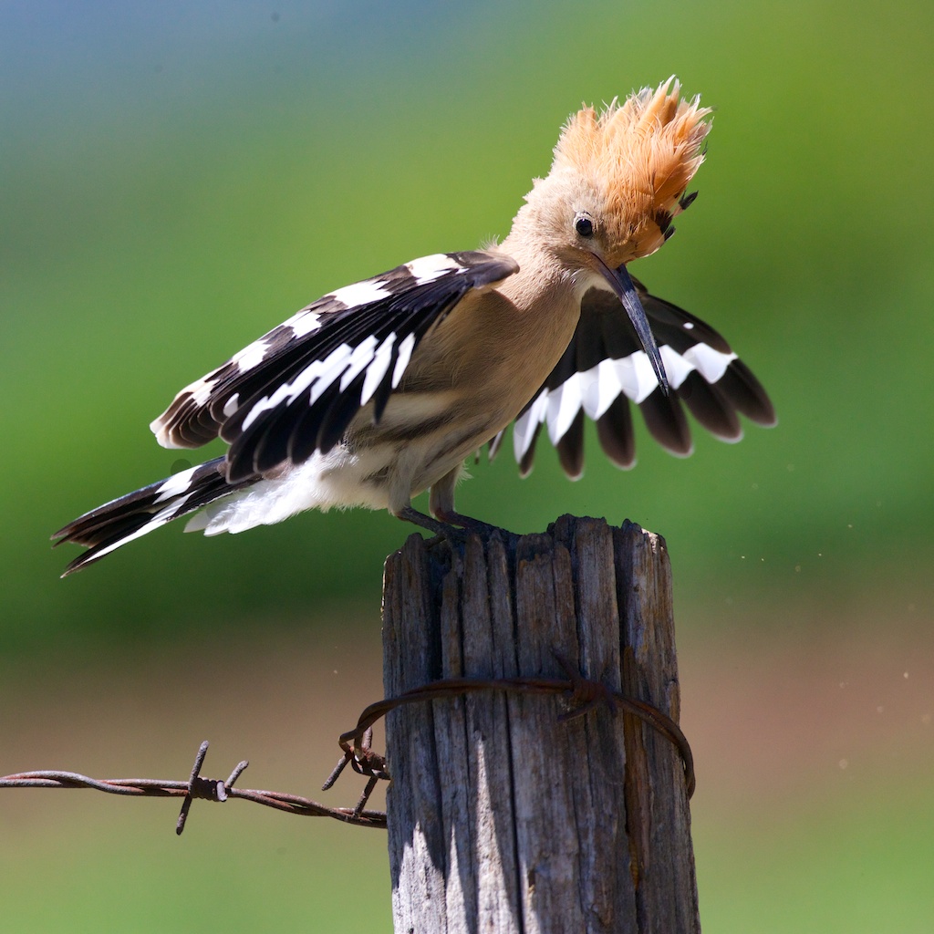 hoopoe
