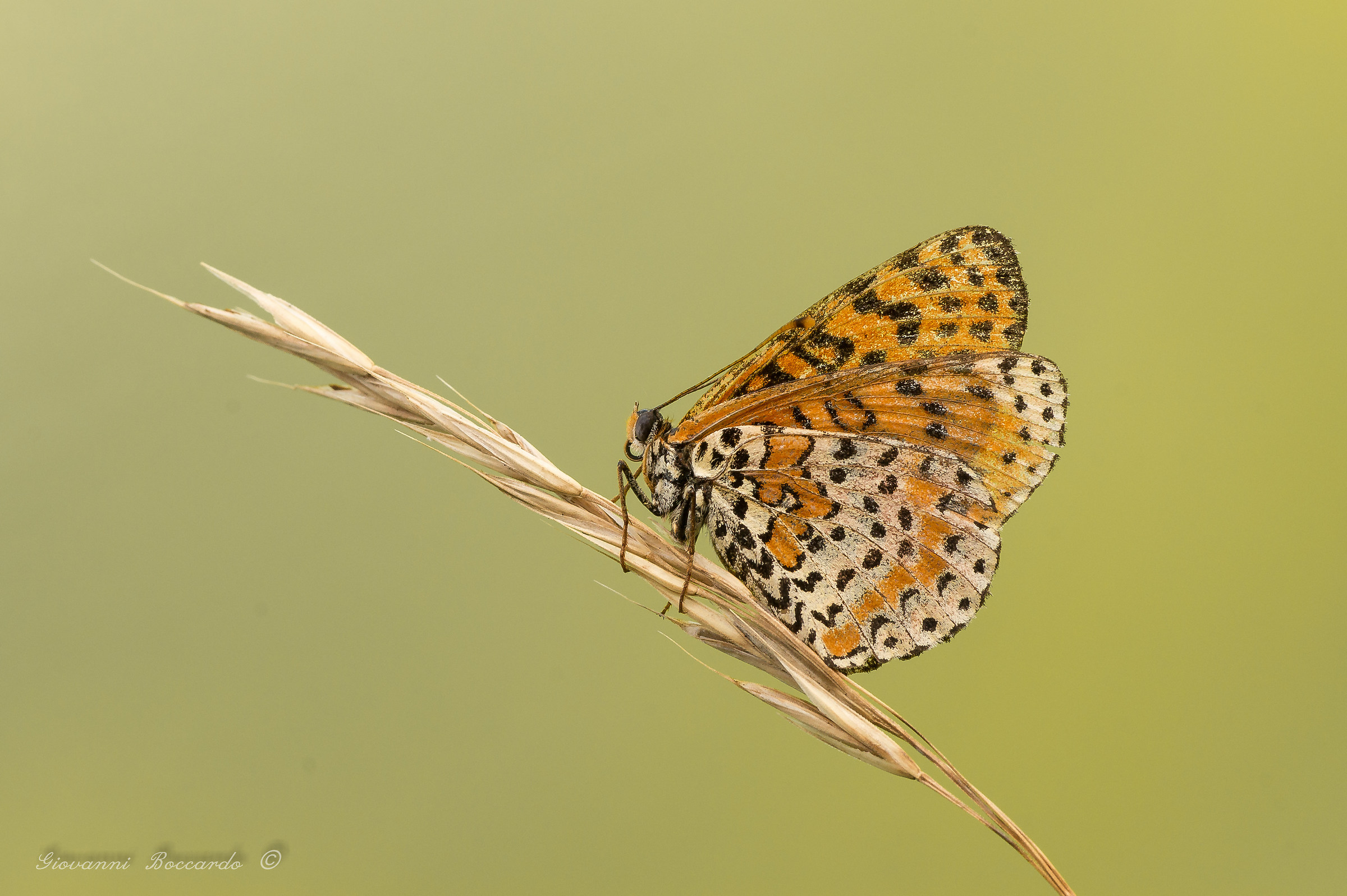 Melitaea didyma