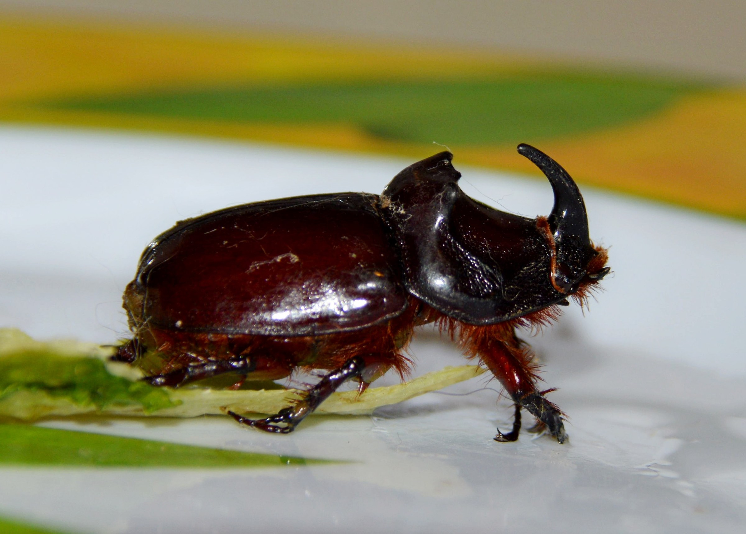 while I eat the salad