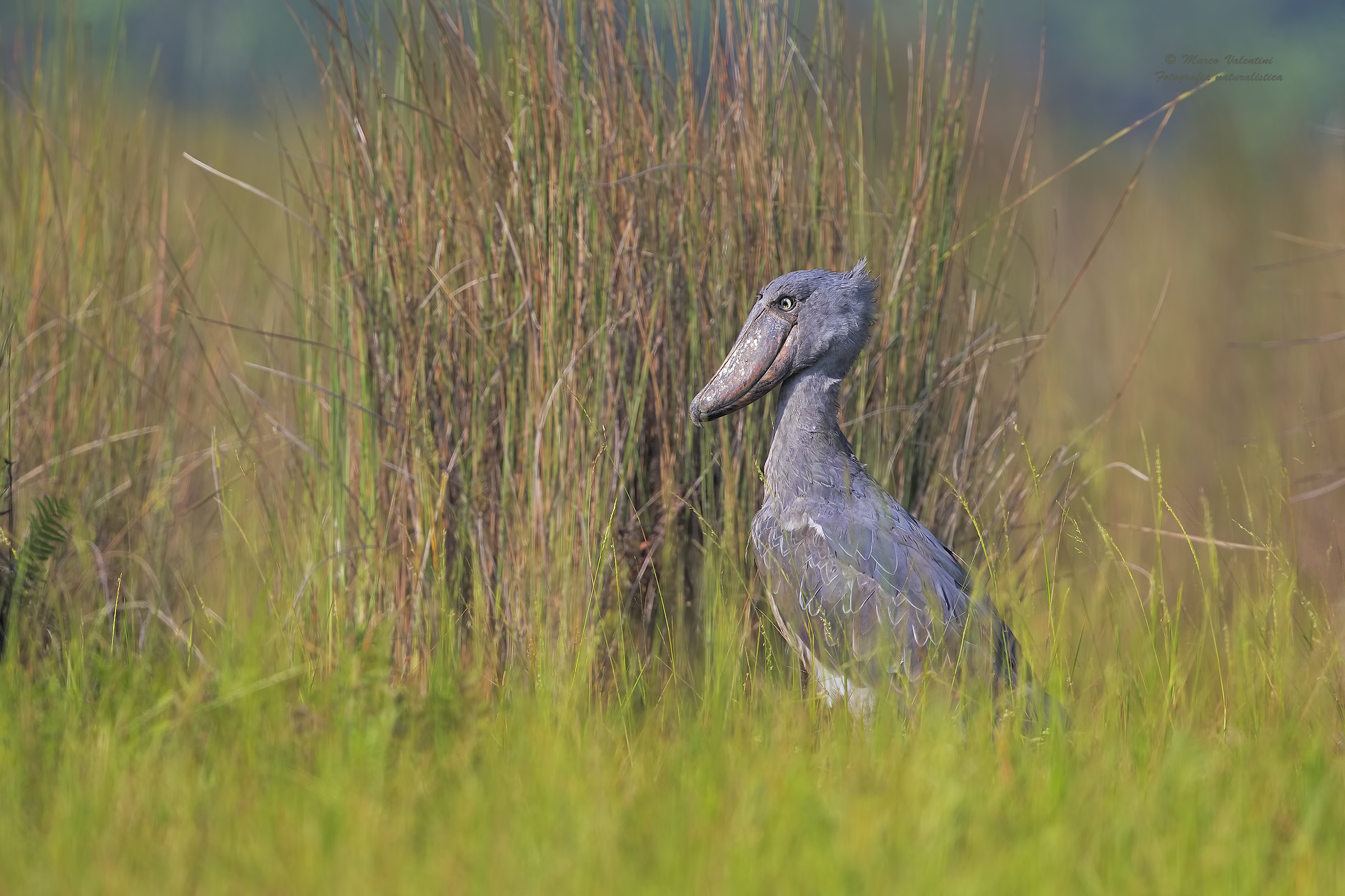 The beak legend scarp