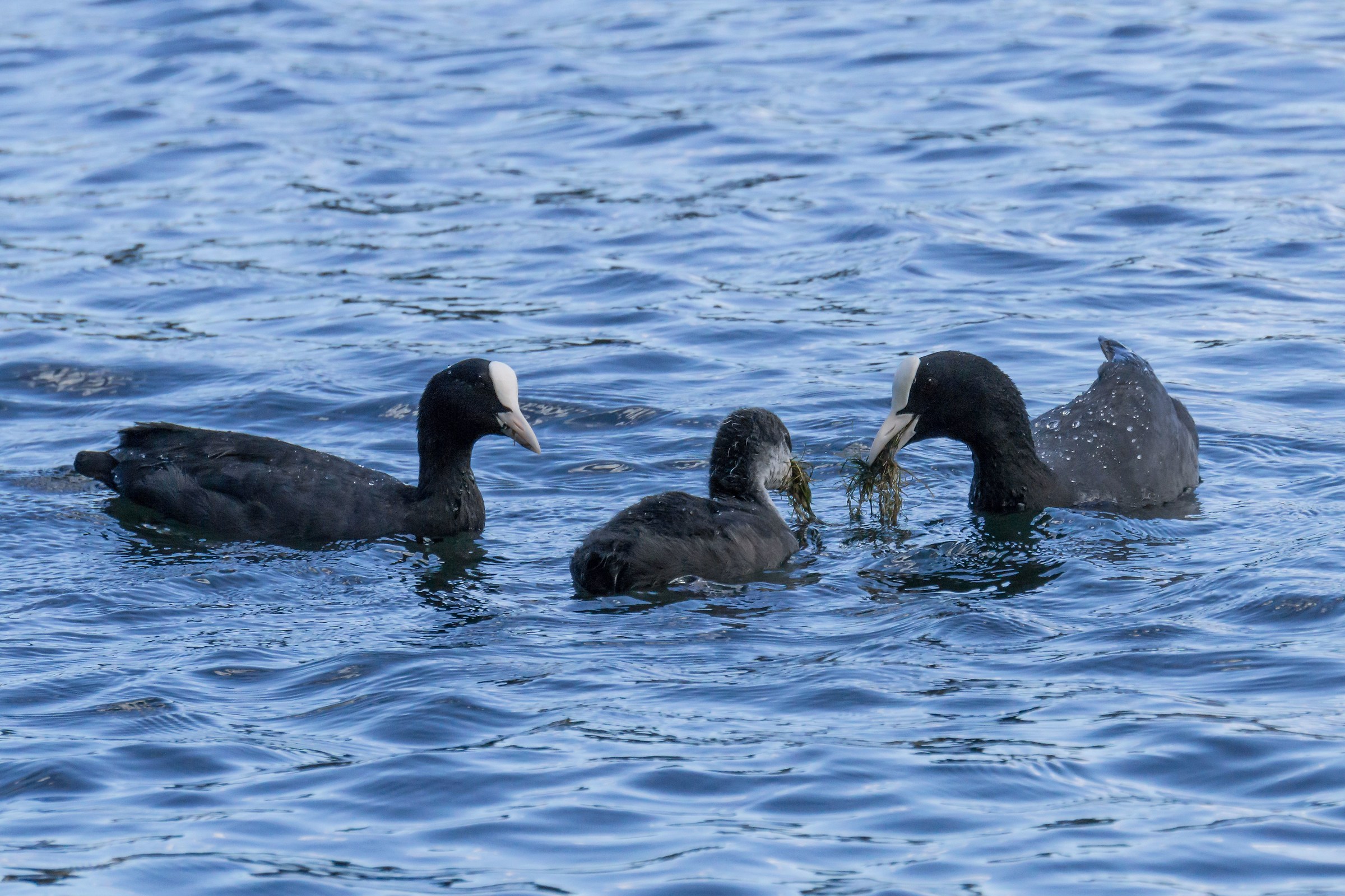 Copying Folache with a chick - 1