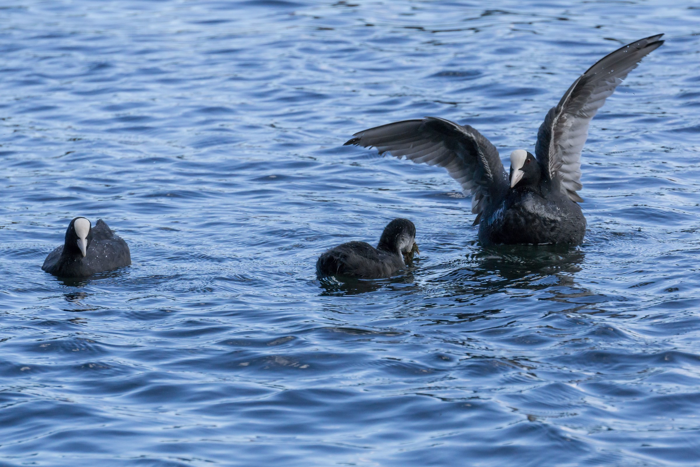 Copying Folache with a chick - 2