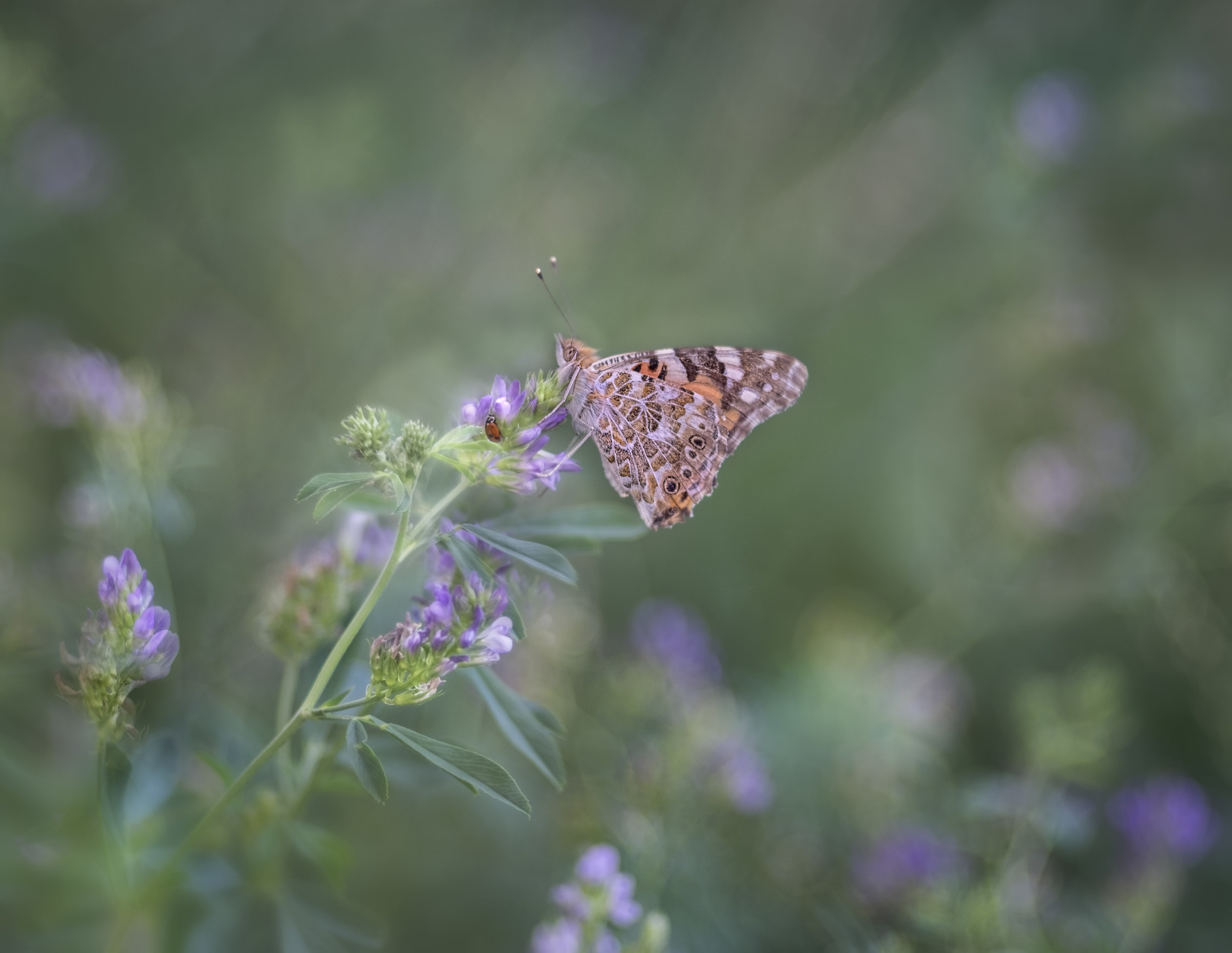 Vanessa with company
