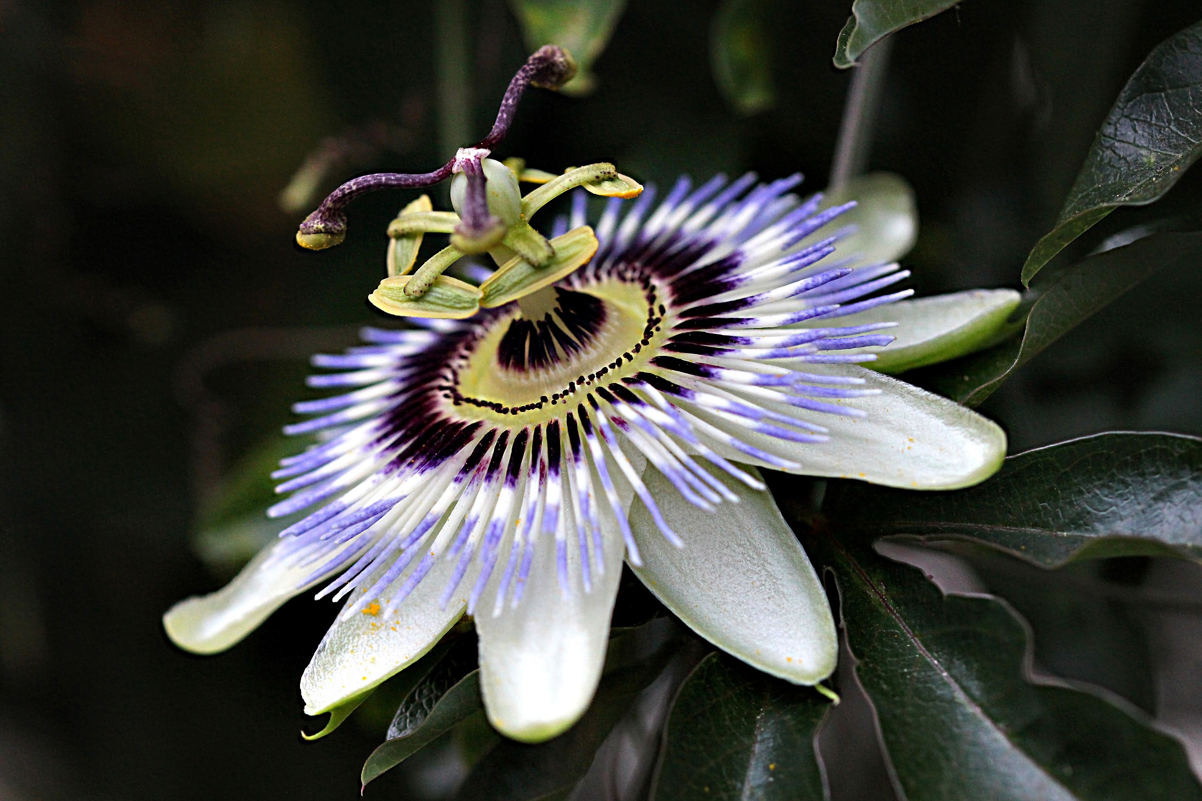 Passiflora