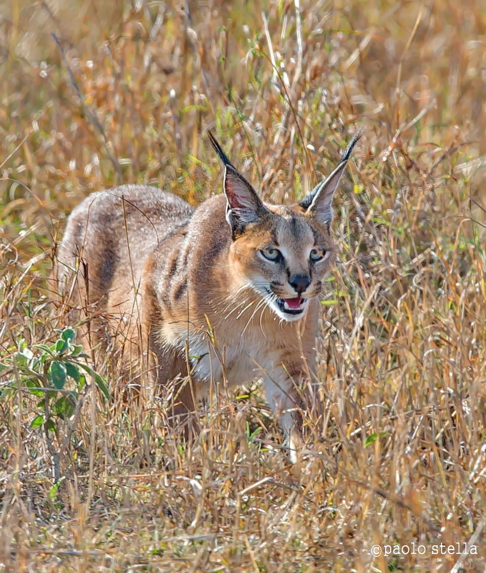 caracal exploration