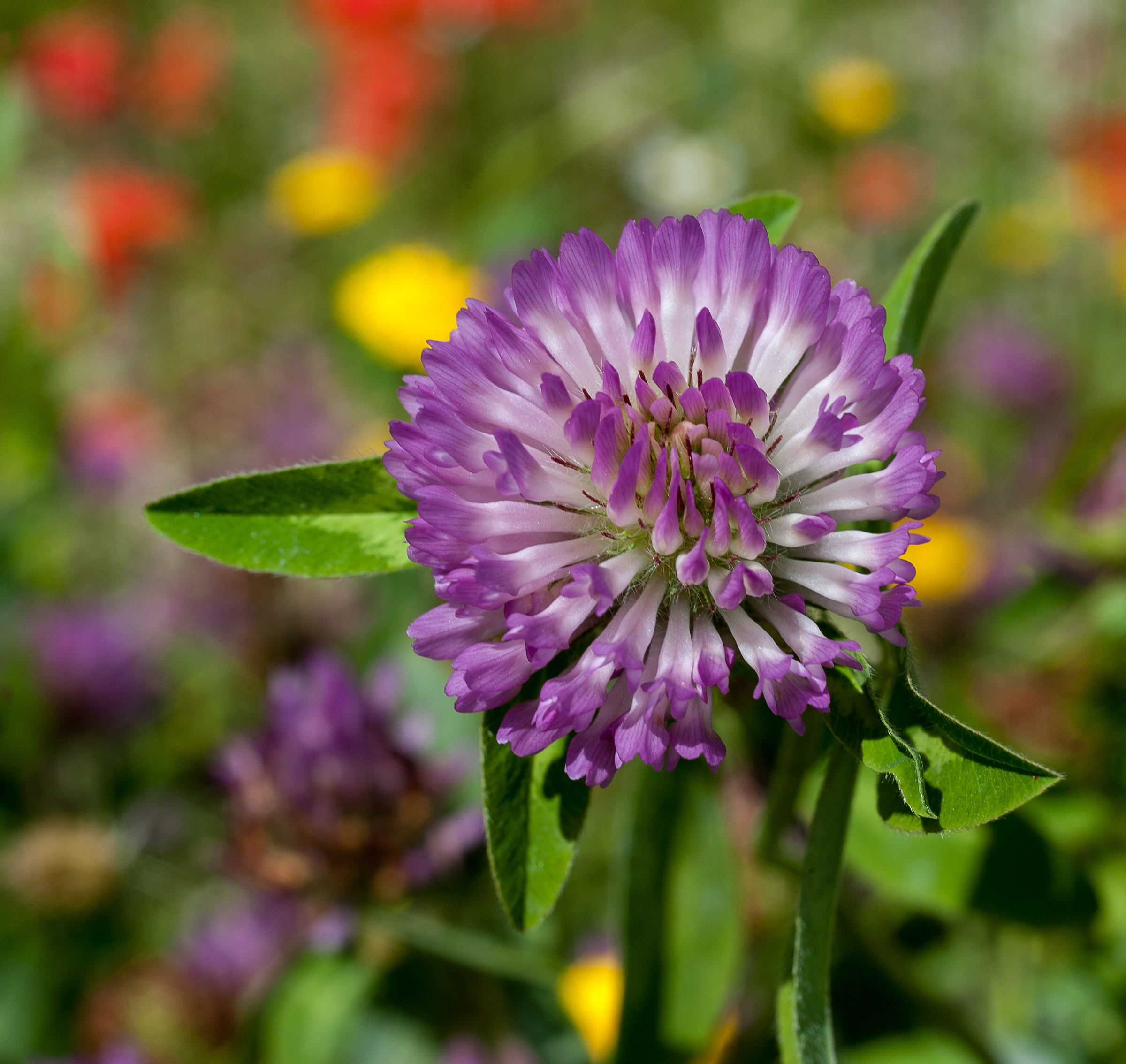 Flora a Castelluccio di Norcia (pg)