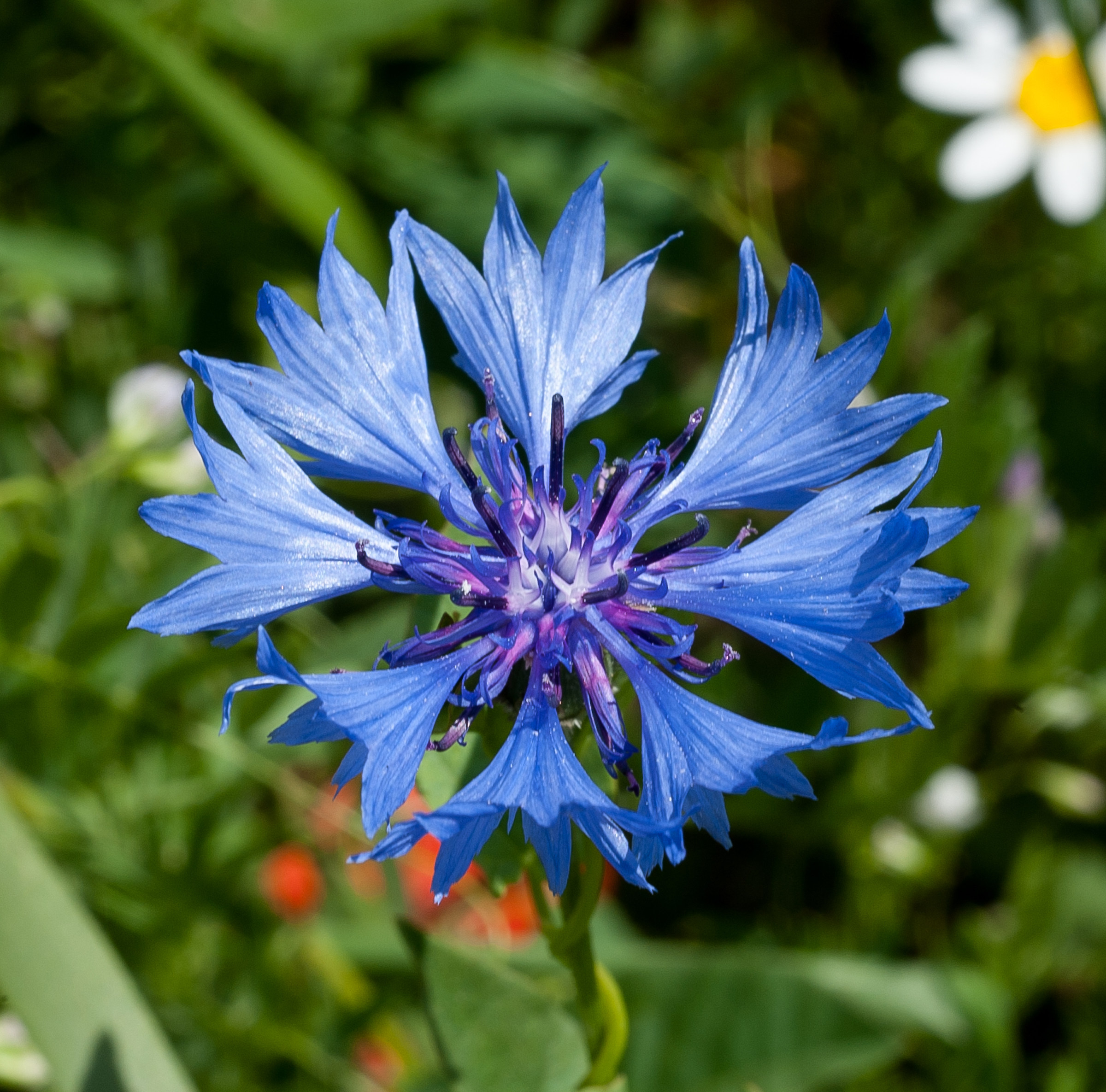 Flora a Castelluccio di Norcia (pg)