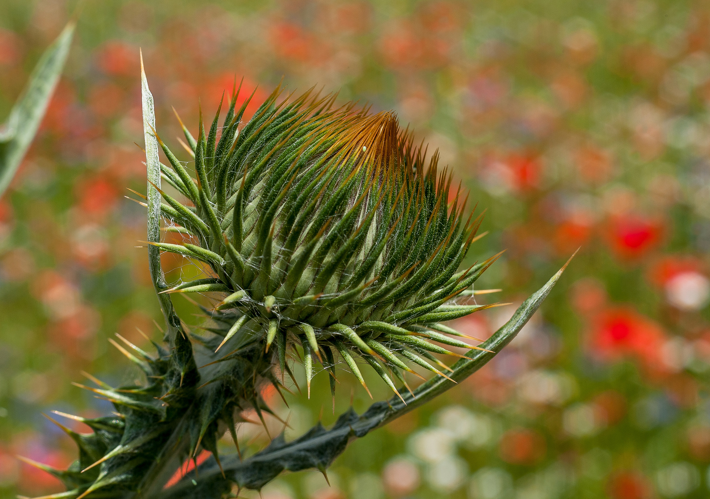 Flora a Castelluccio di Norcia (pg)