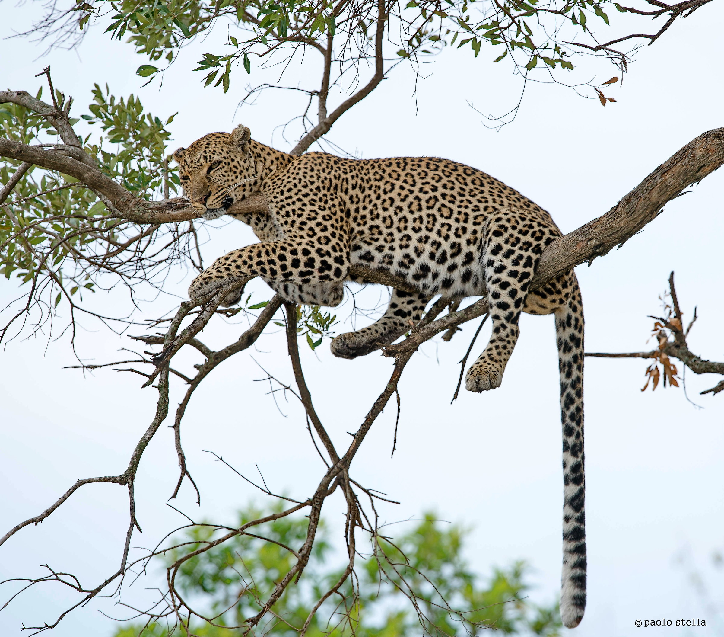 like a dragonfly ....