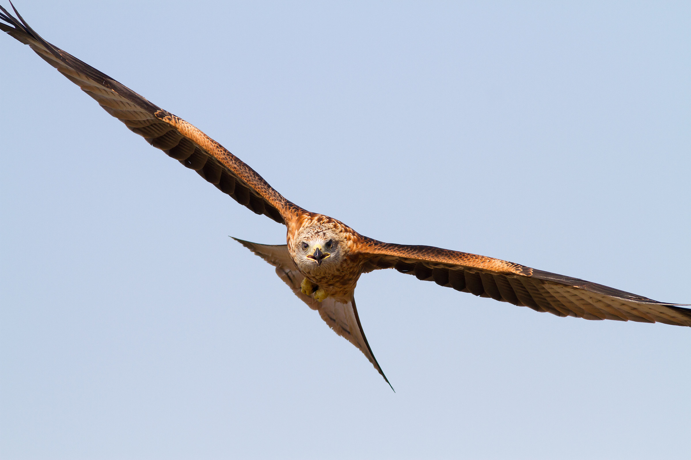 Red Kite (Milvus Milvus) threatening ...