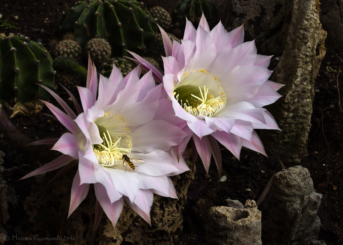 cactus echinopsis_l'emozione day 04