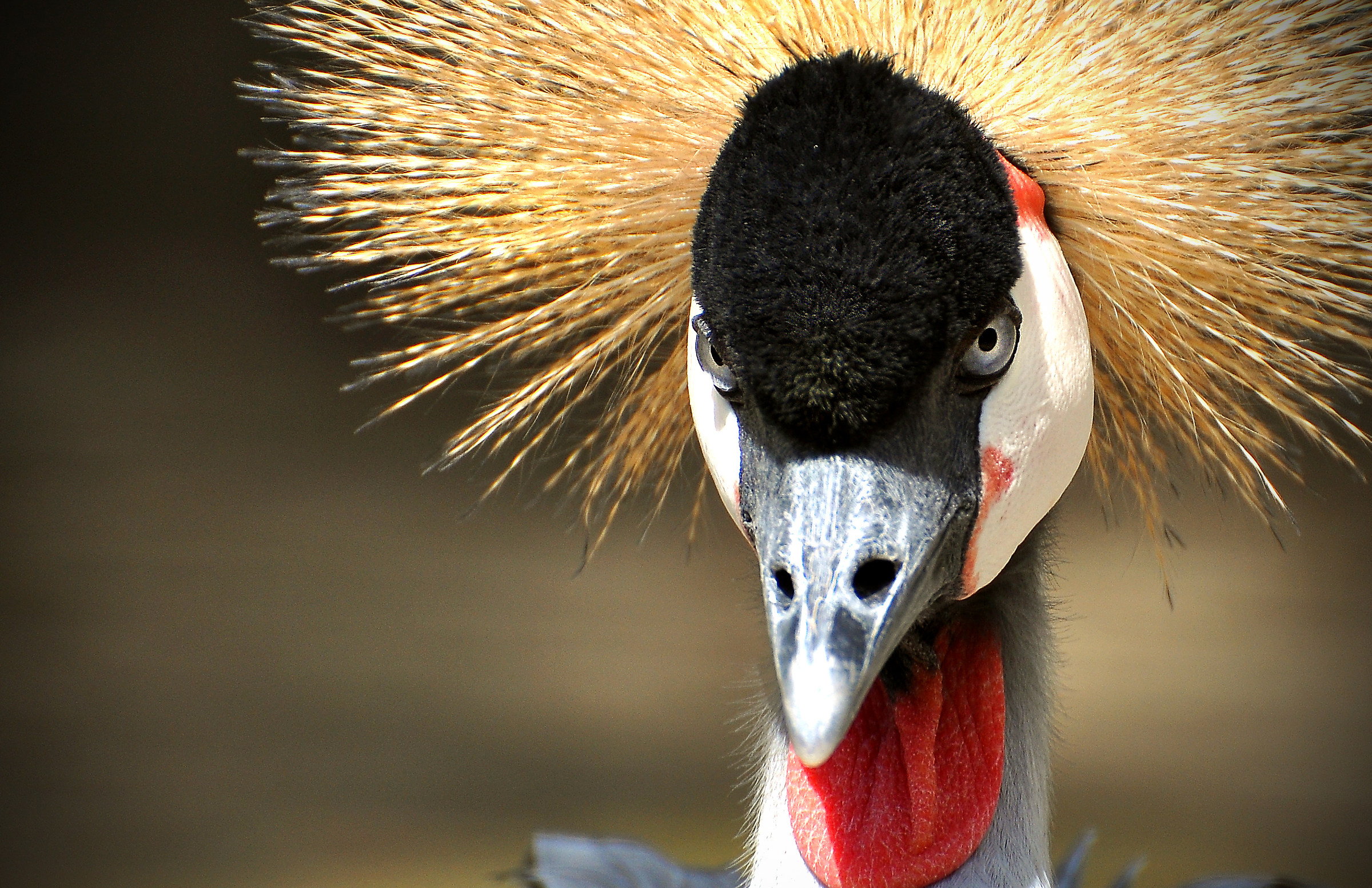 a me gli occhi! (Balearica)