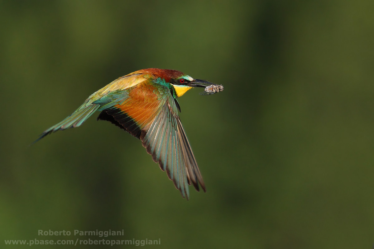 Bee-eater with cicada
