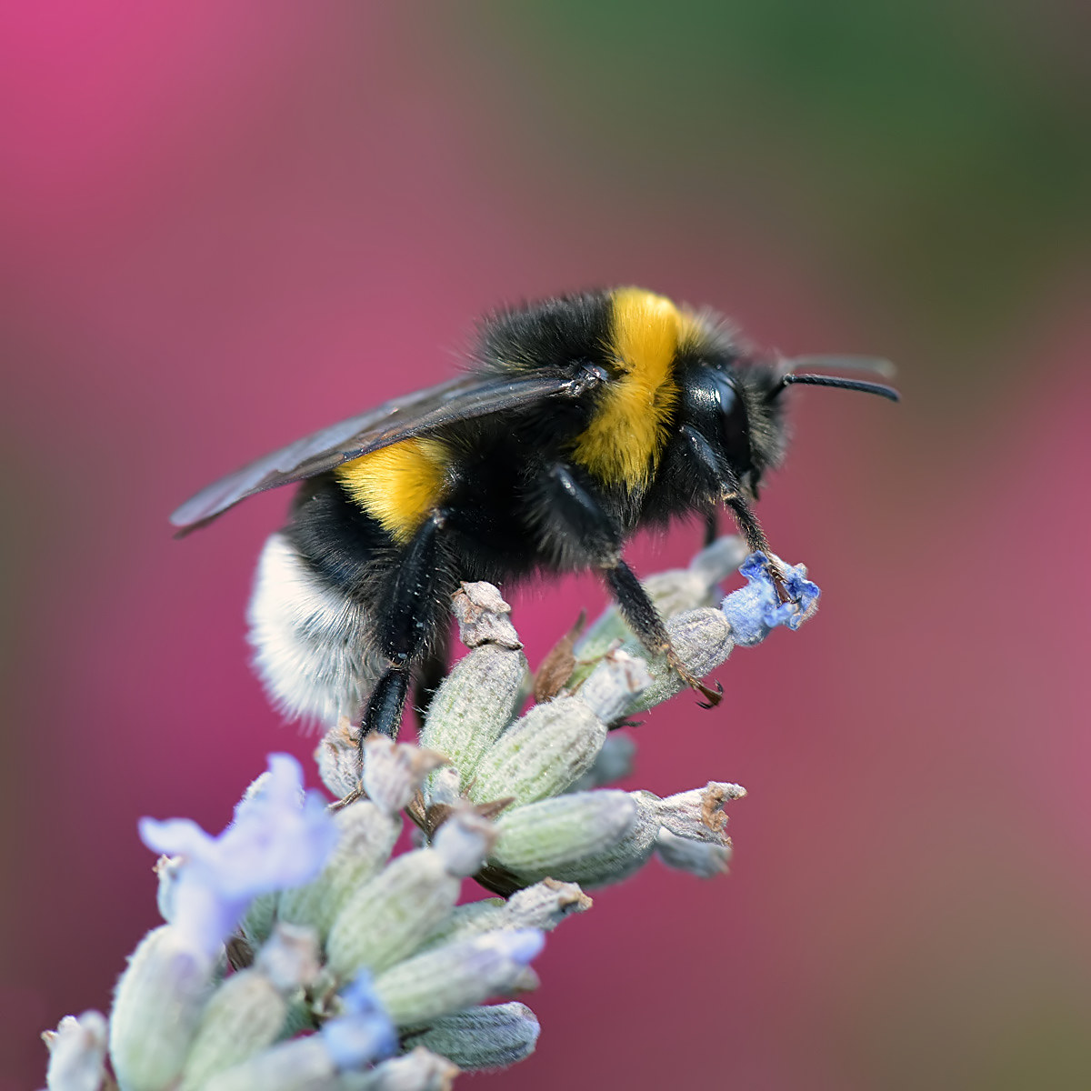 bumblebee on lantana