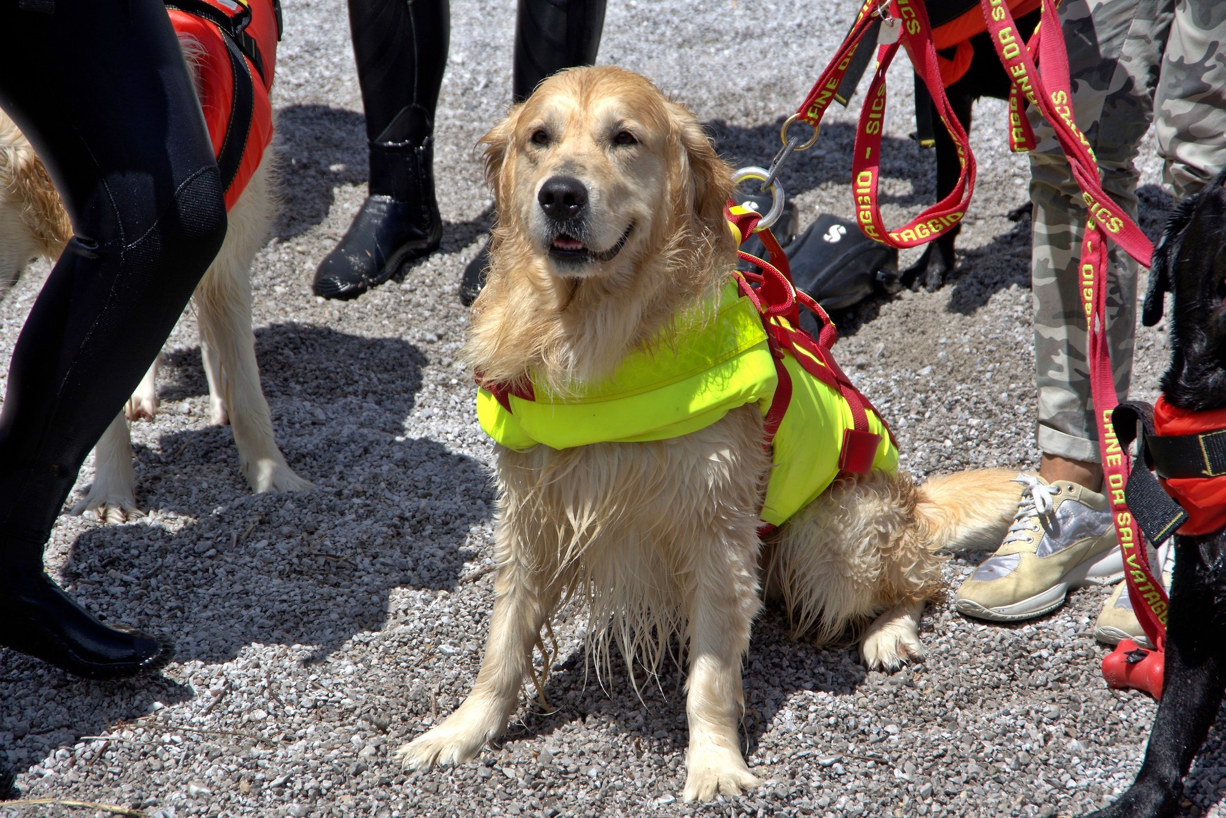 Cani da salvataggio in lago