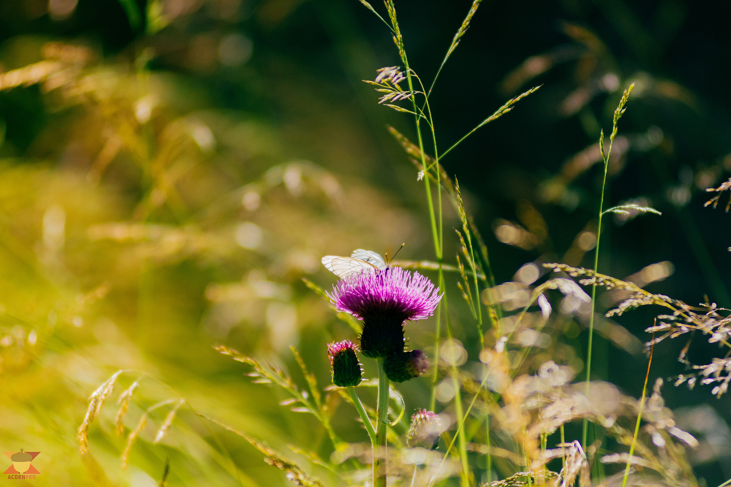 Bianca regina dei Cardi