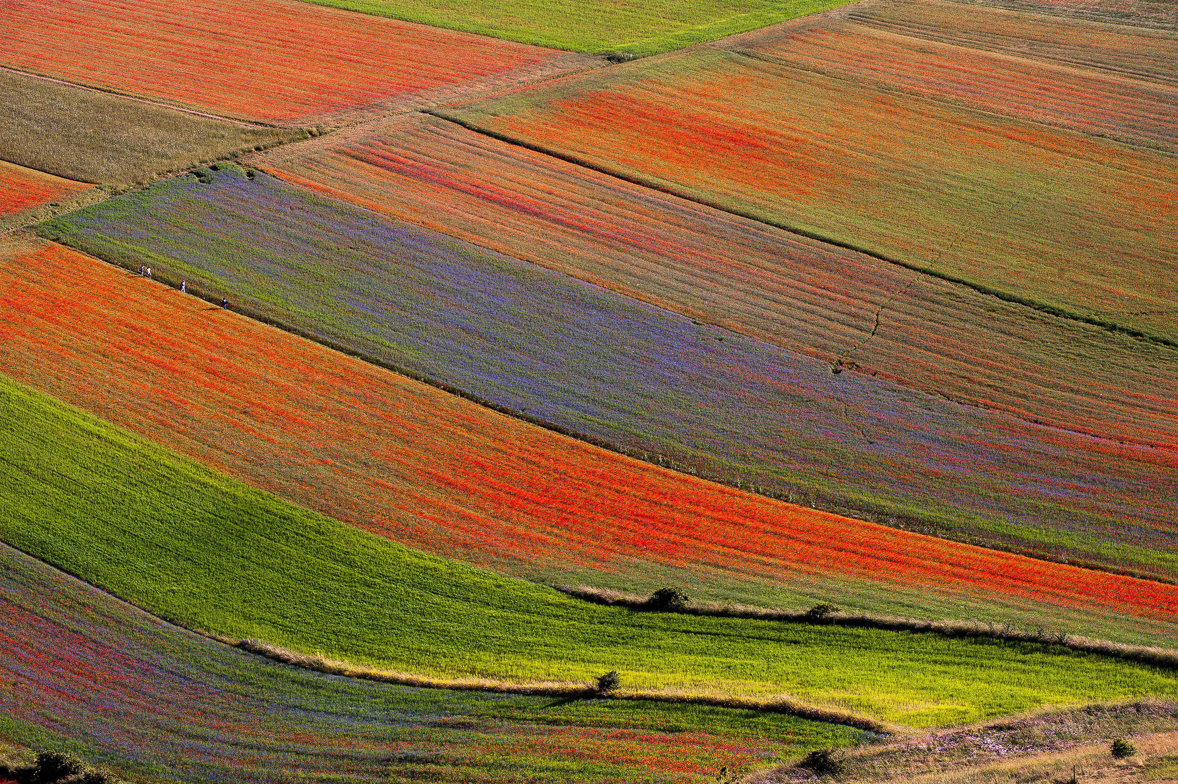Castelluccio di Norcia (Pg)