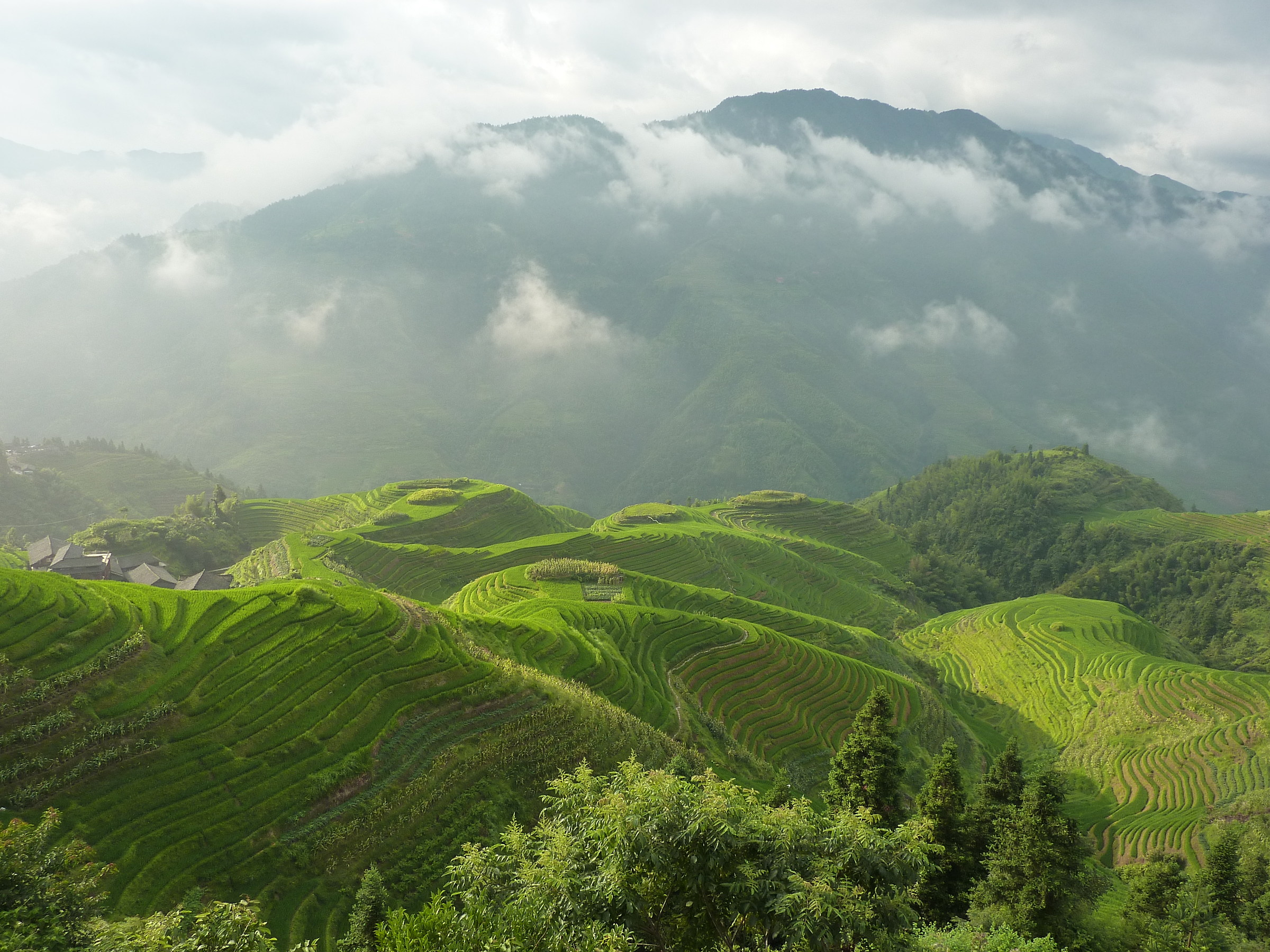 Rice fields of the dorsal dragon Spina (Longji)